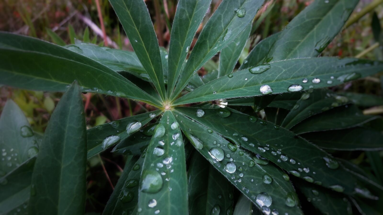 Samsung Galaxy A5(2016) sample photo. Plant, macro, nature photography