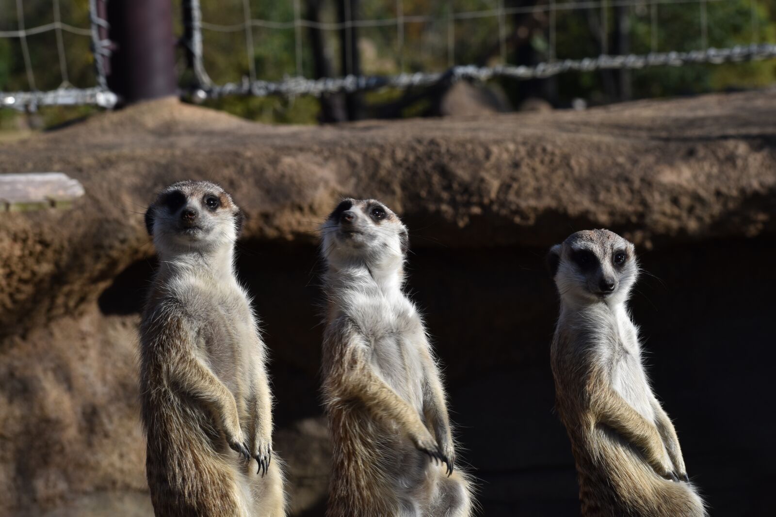 Nikon D5600 sample photo. Zoo, animal, trio photography