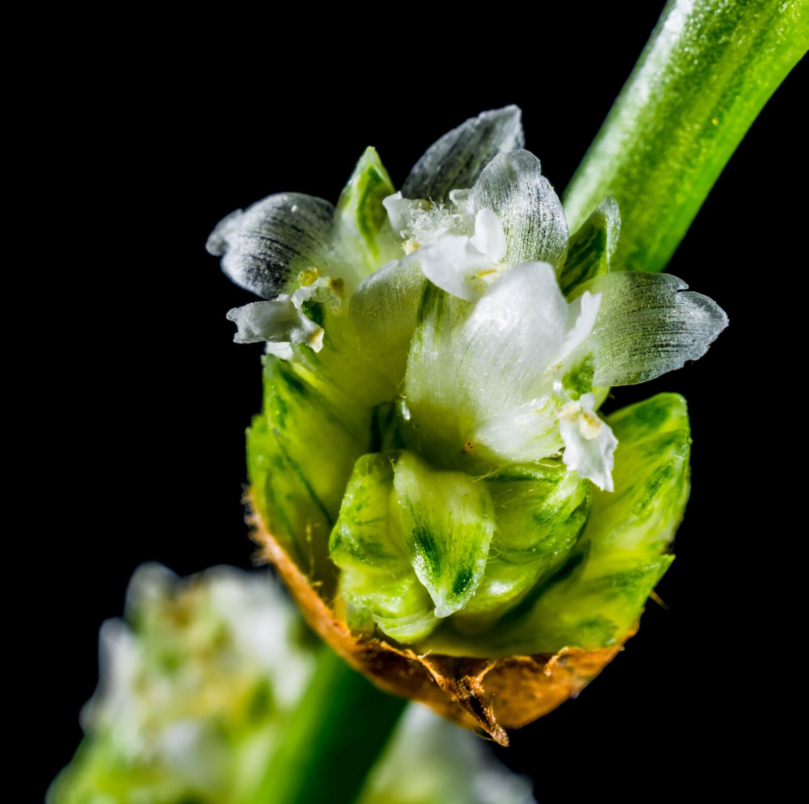 Nikon D5200 sample photo. Small flower, wild flower photography