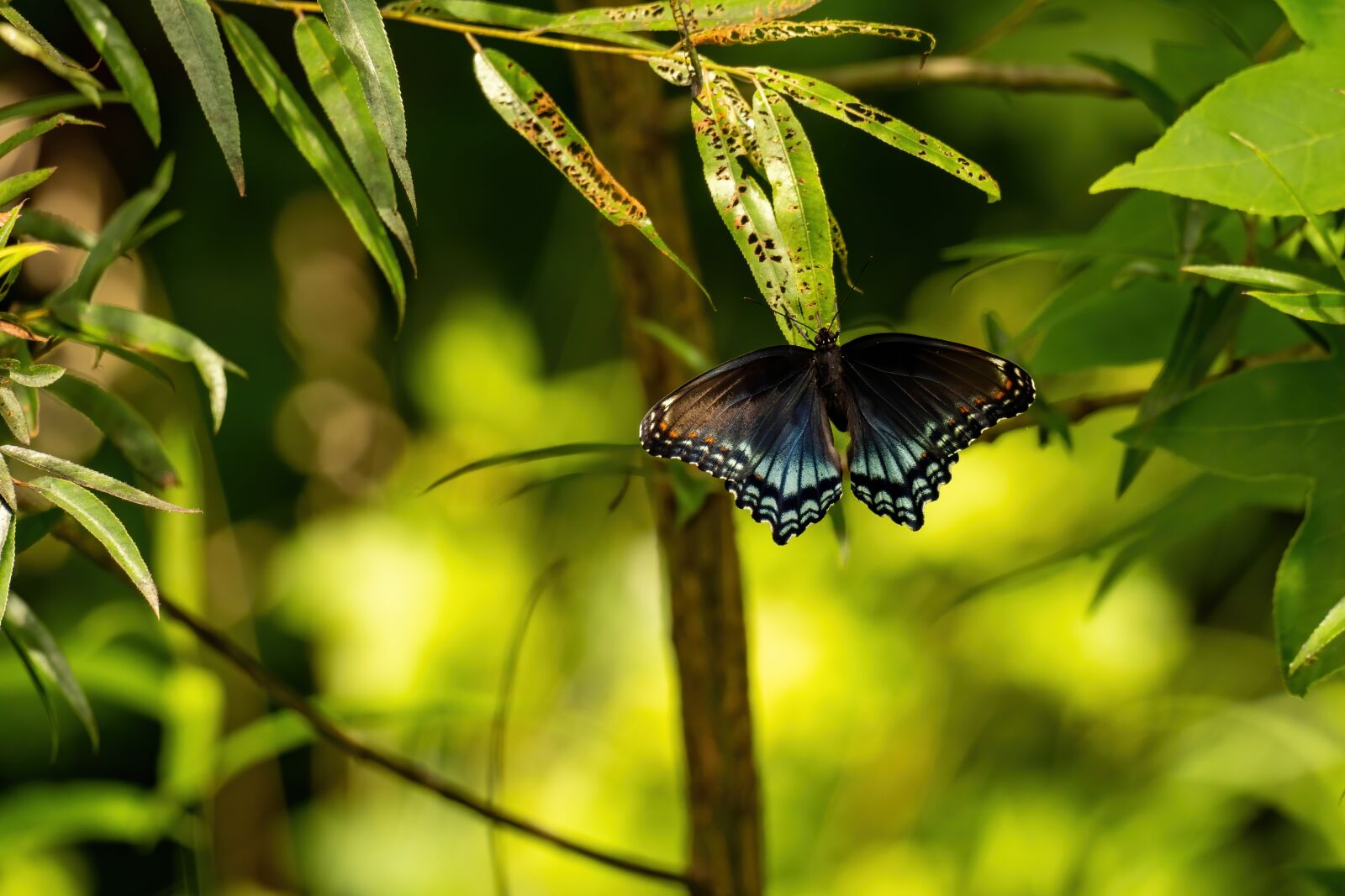 Sony a6400 sample photo. Black swallowtail, swallowtail butterfly photography