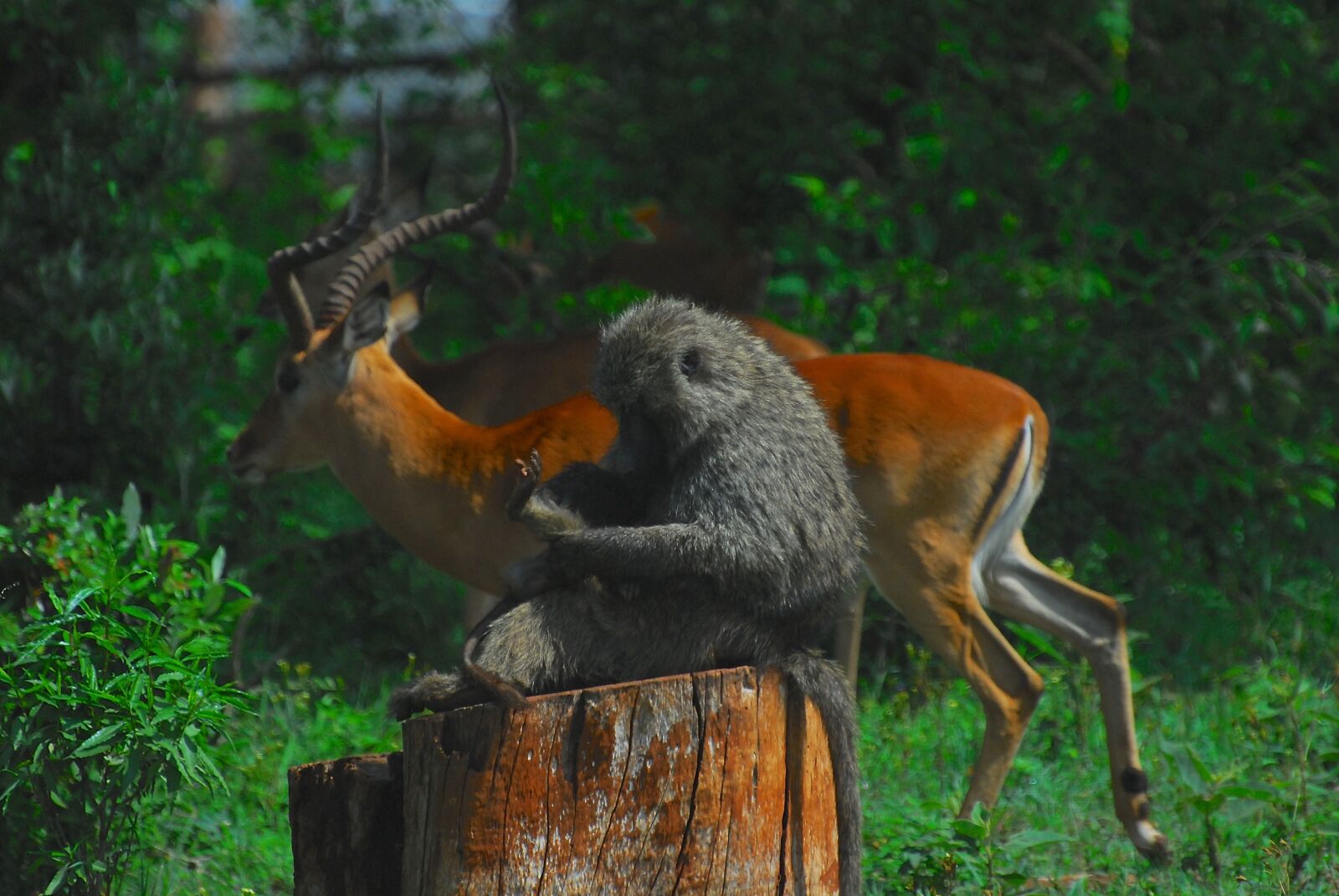 Nikon D200 sample photo. Baboon, monkey, nature photography