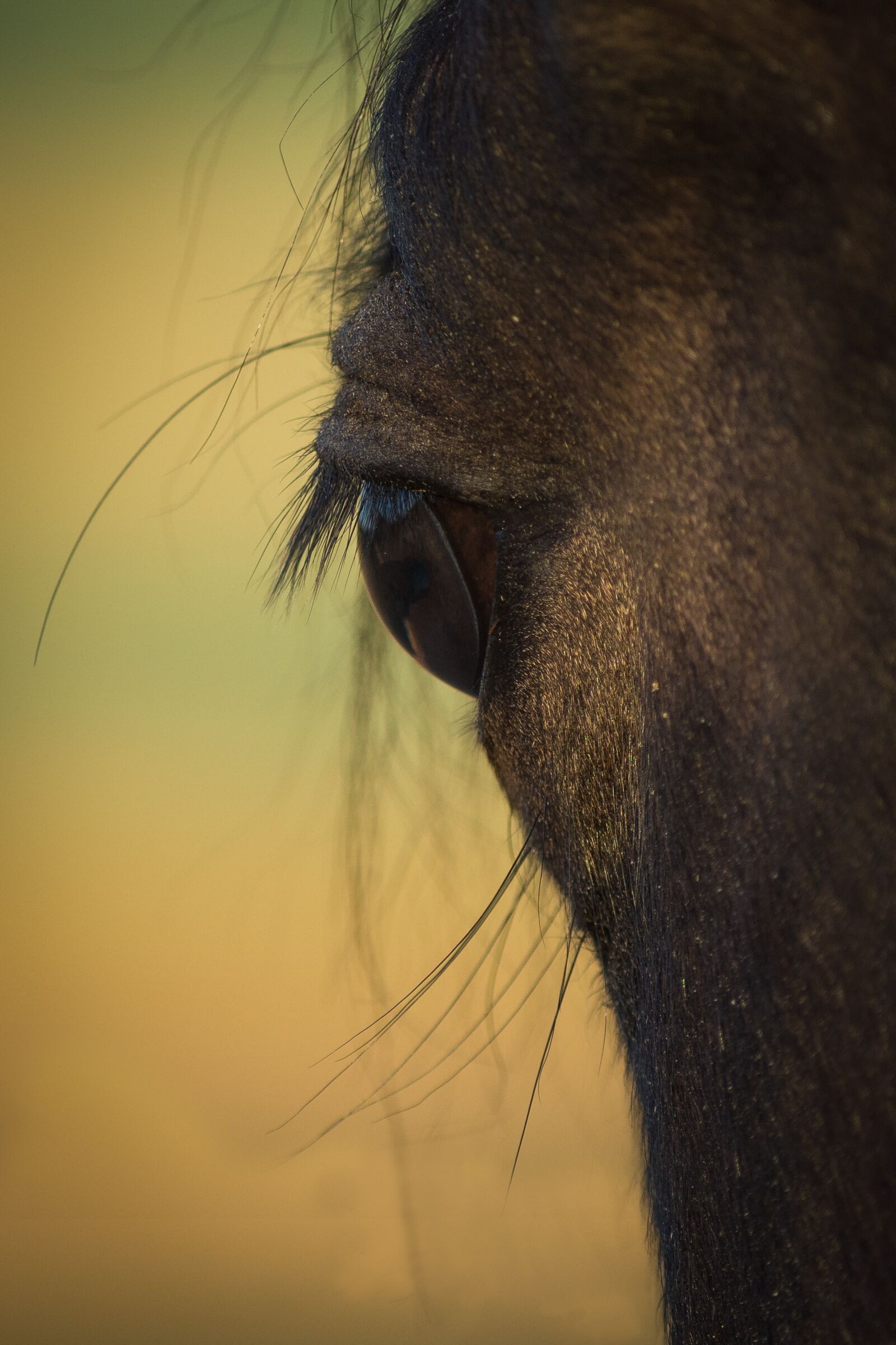 Nikon D7200 sample photo. Horse, eye, horse eye photography