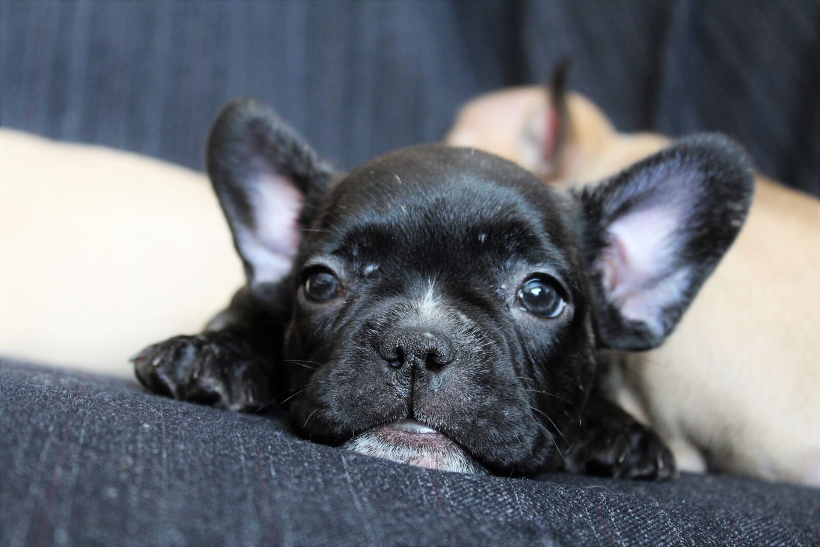Canon EOS 1200D (EOS Rebel T5 / EOS Kiss X70 / EOS Hi) sample photo. Dog, puppy, nice photography