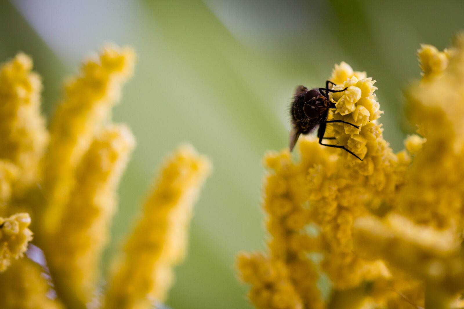 Canon EOS 550D (EOS Rebel T2i / EOS Kiss X4) sample photo. Fly, macro, pine photography