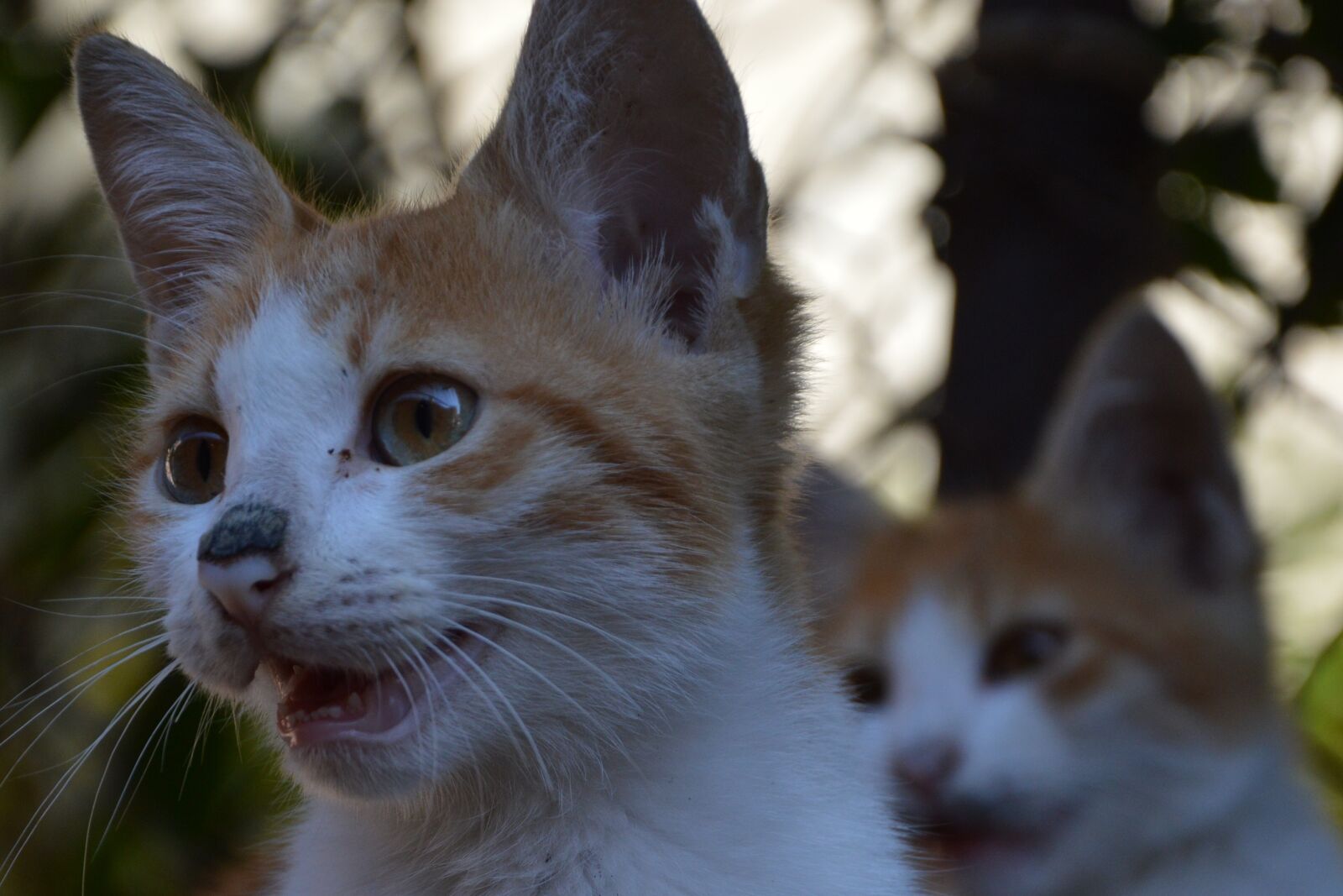 Nikon D3200 sample photo. Animals, cat photography