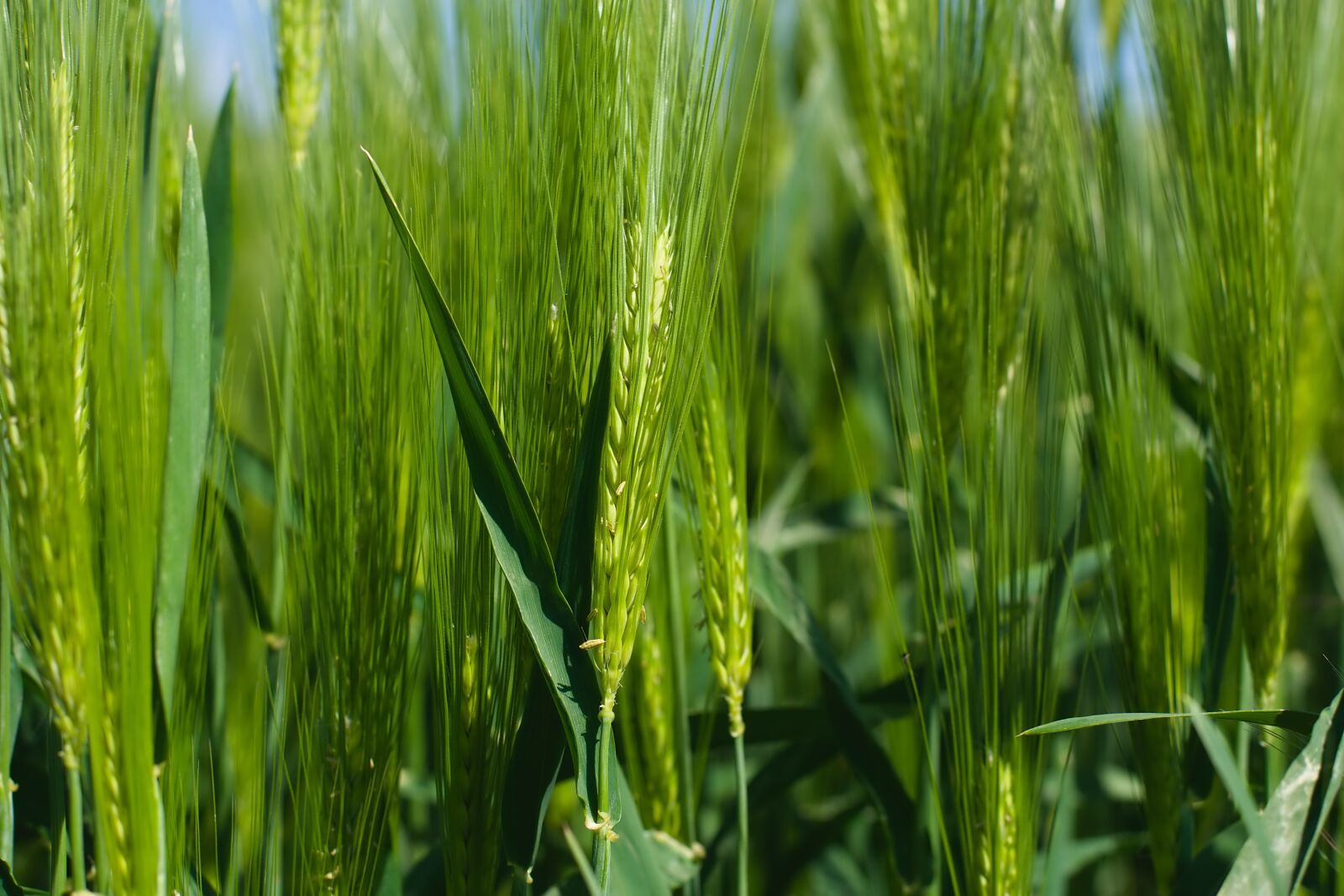 Nikon D3400 sample photo. Wheat, field, agriculture photography