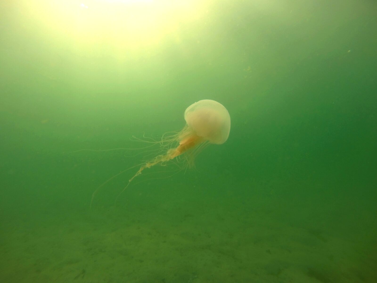 GoPro HERO3+ Black Edition sample photo. Alive, beach, live, ocean photography