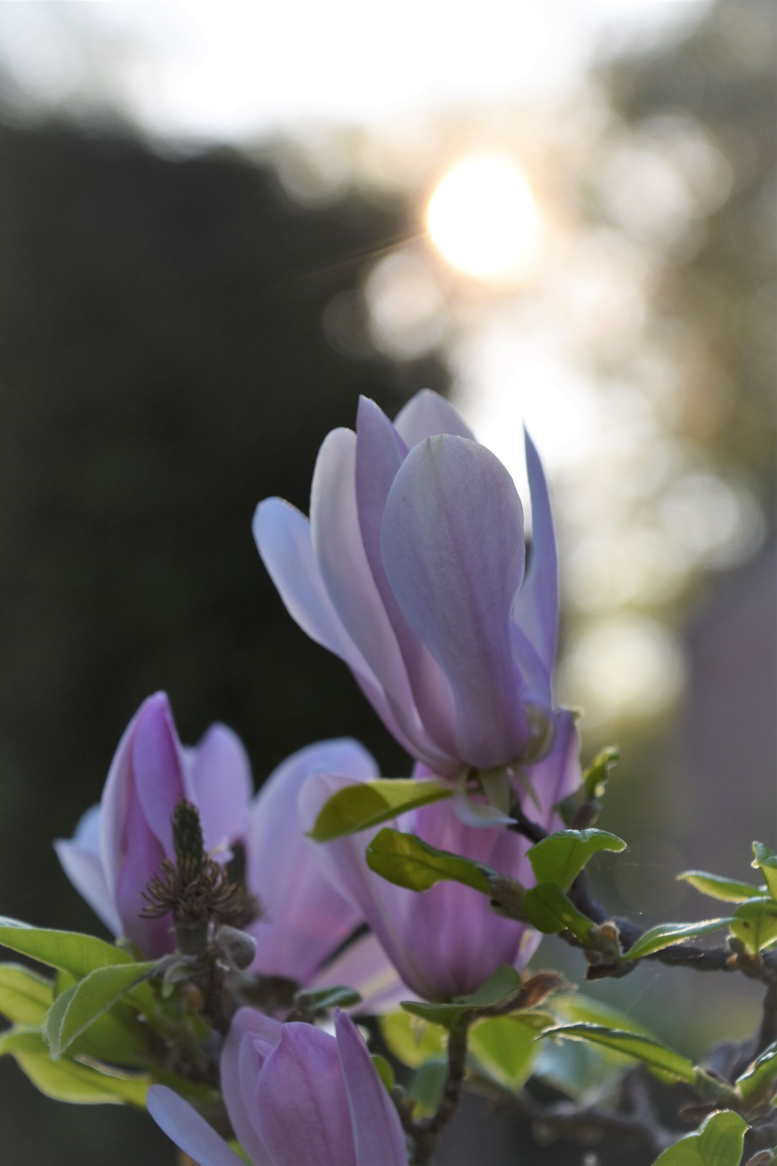 Nikon D5600 sample photo. Flower, nature, plant photography