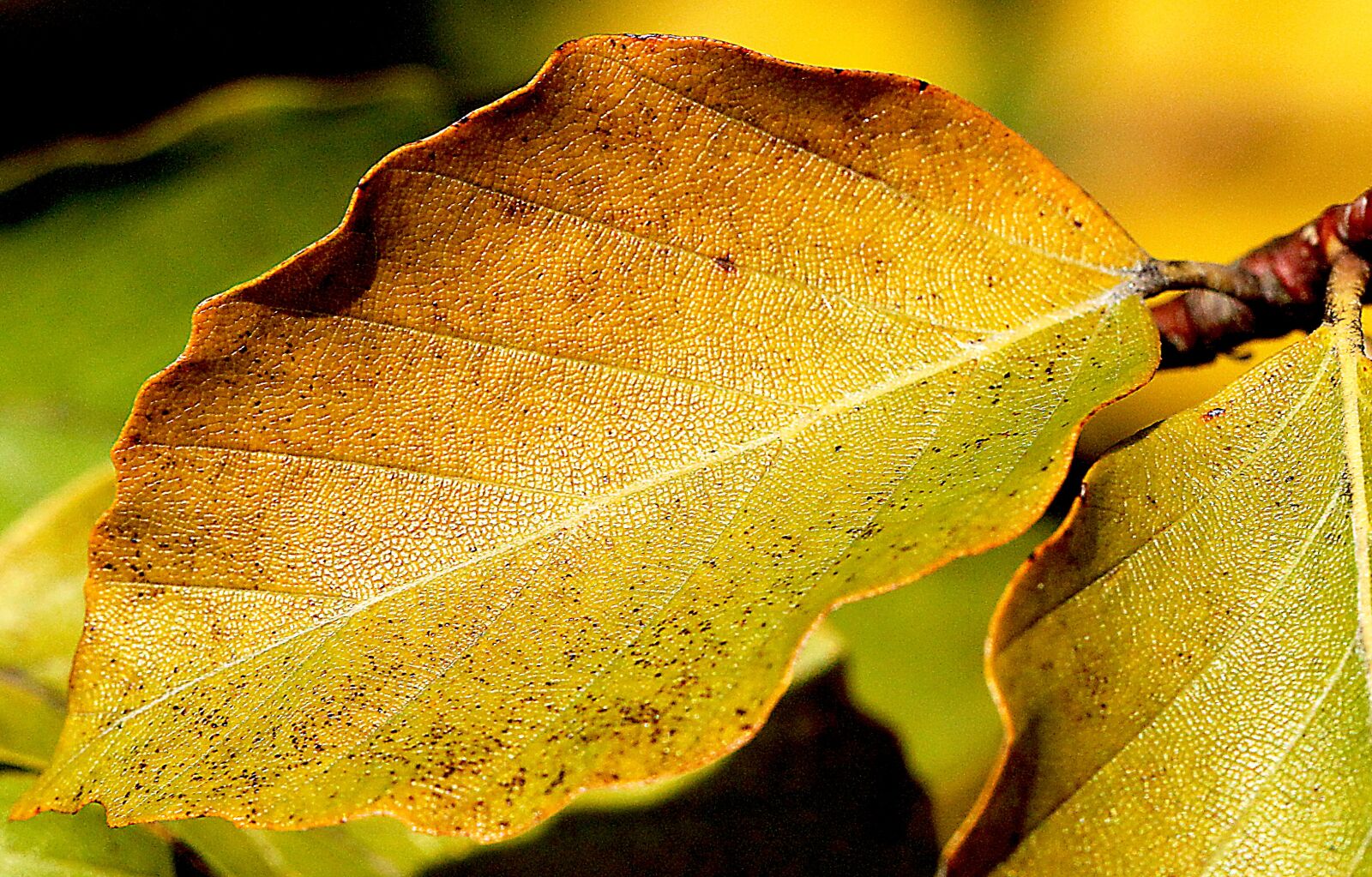 Canon EOS 5D Mark II sample photo. Leaf, autumn, autumn mood photography