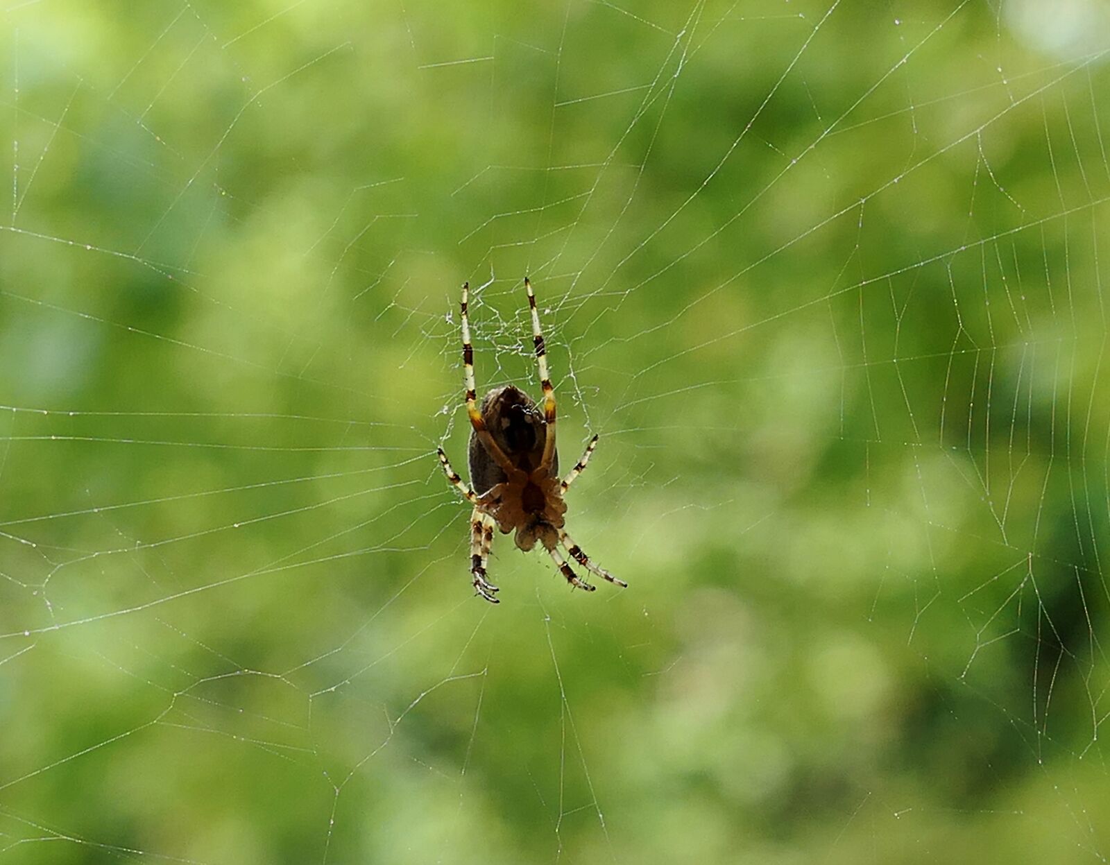 Panasonic Lumix DMC-LX10 (Lumix DMC-LX15) sample photo. Legs, garden, insect photography