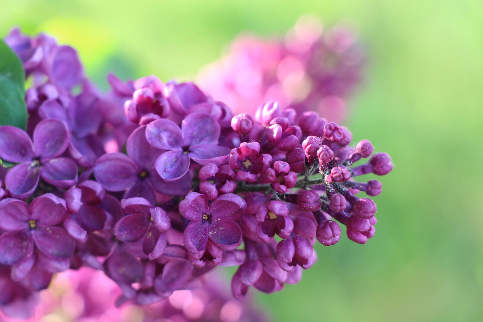 Canon EOS 700D (EOS Rebel T5i / EOS Kiss X7i) sample photo. Summer lilac, summer, nature photography