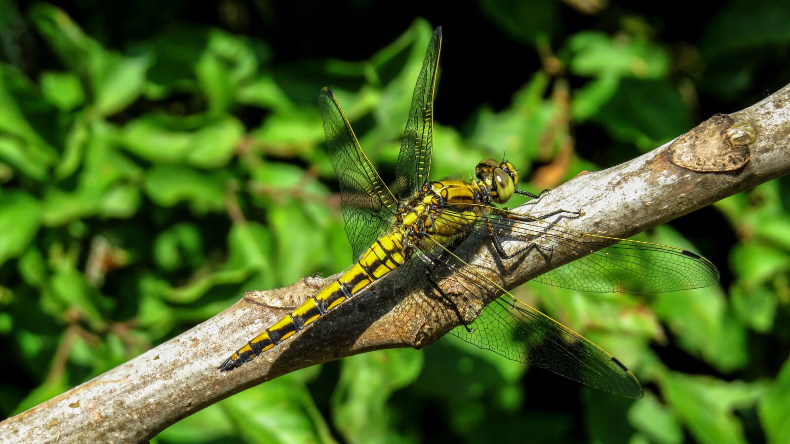 Canon PowerShot SX50 HS sample photo. Dragonfly, macro, nature photography