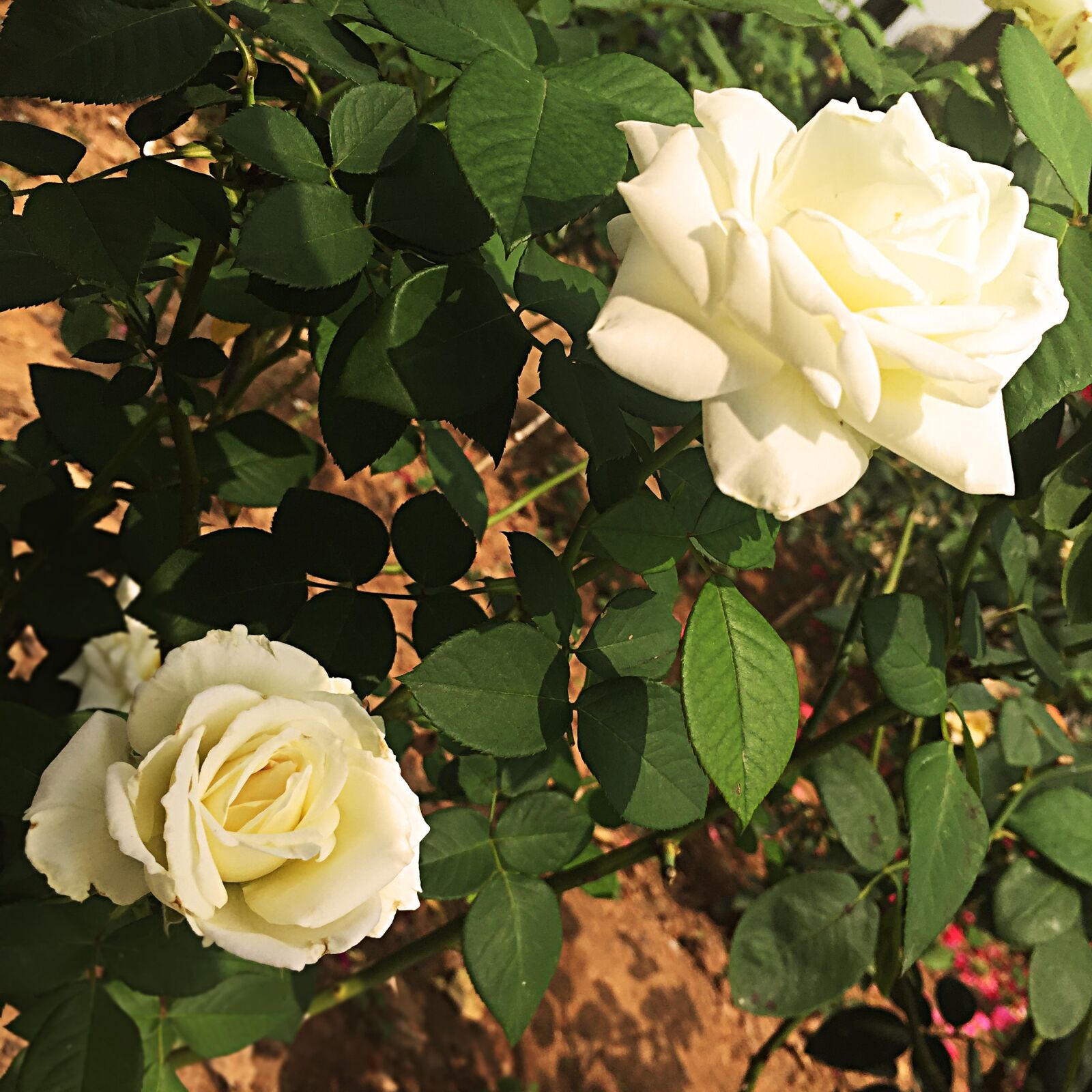 Apple iPhone 6 sample photo. Rose, flowers, green leaf photography