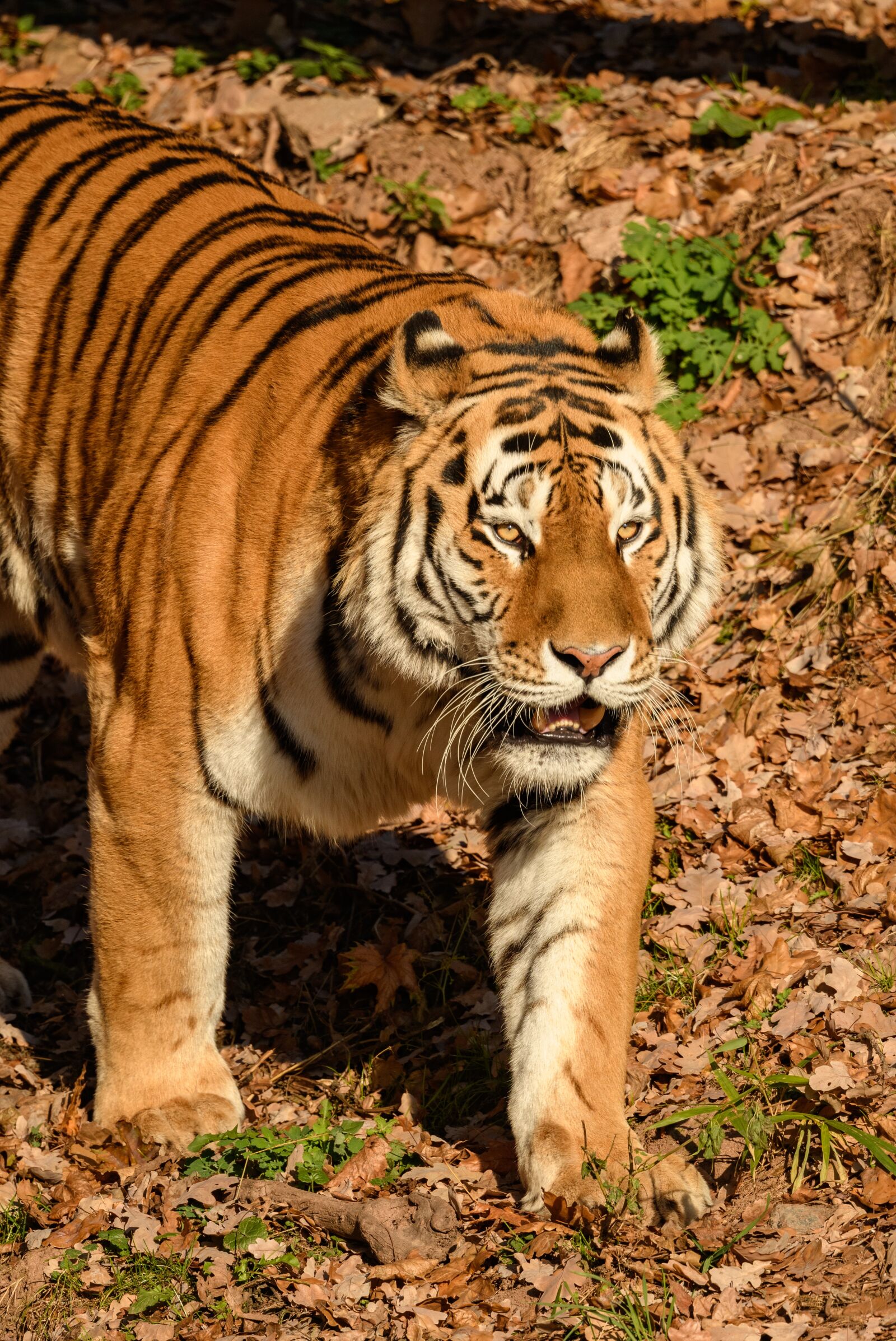 Nikon D850 sample photo. Tiger, cat, animal photography