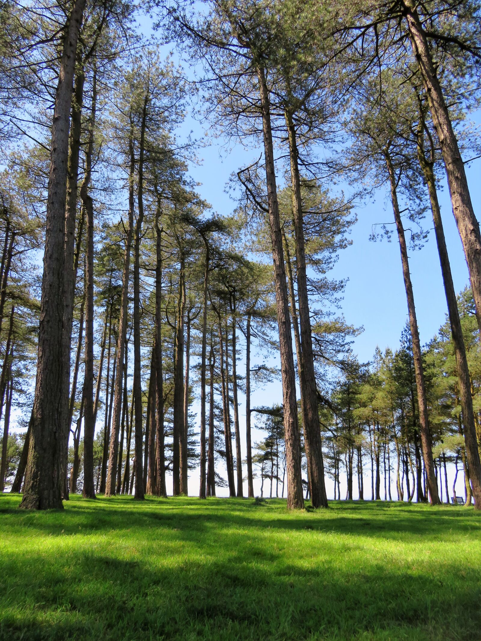Canon PowerShot SX540 HS sample photo. Trees, tall, sky photography