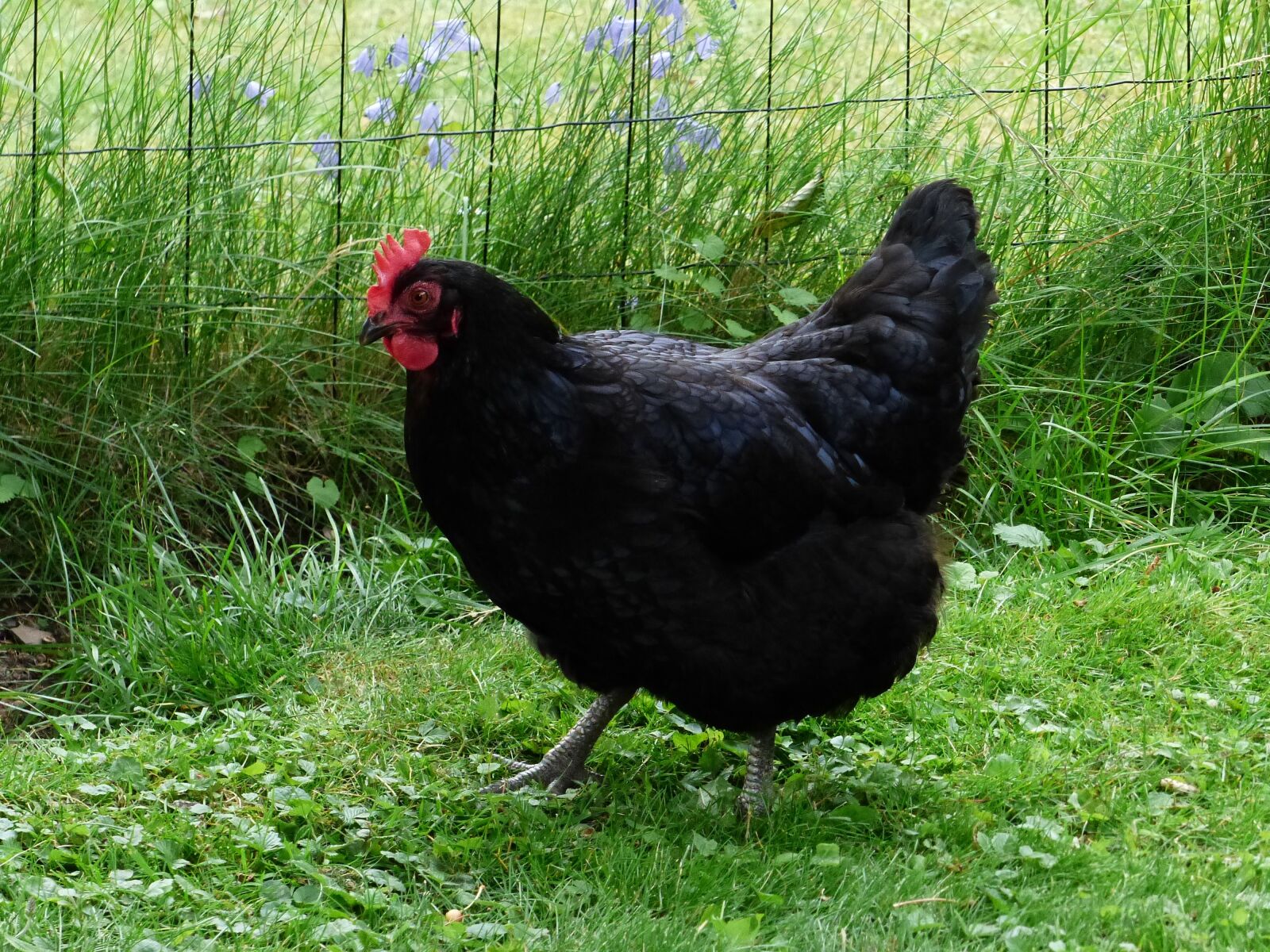 Panasonic Lumix DMC-FZ200 sample photo. Hen, black, grass photography