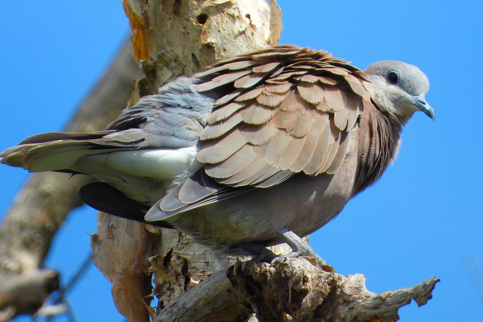 Nikon Coolpix P1000 sample photo. Birds, pigeons, animals photography