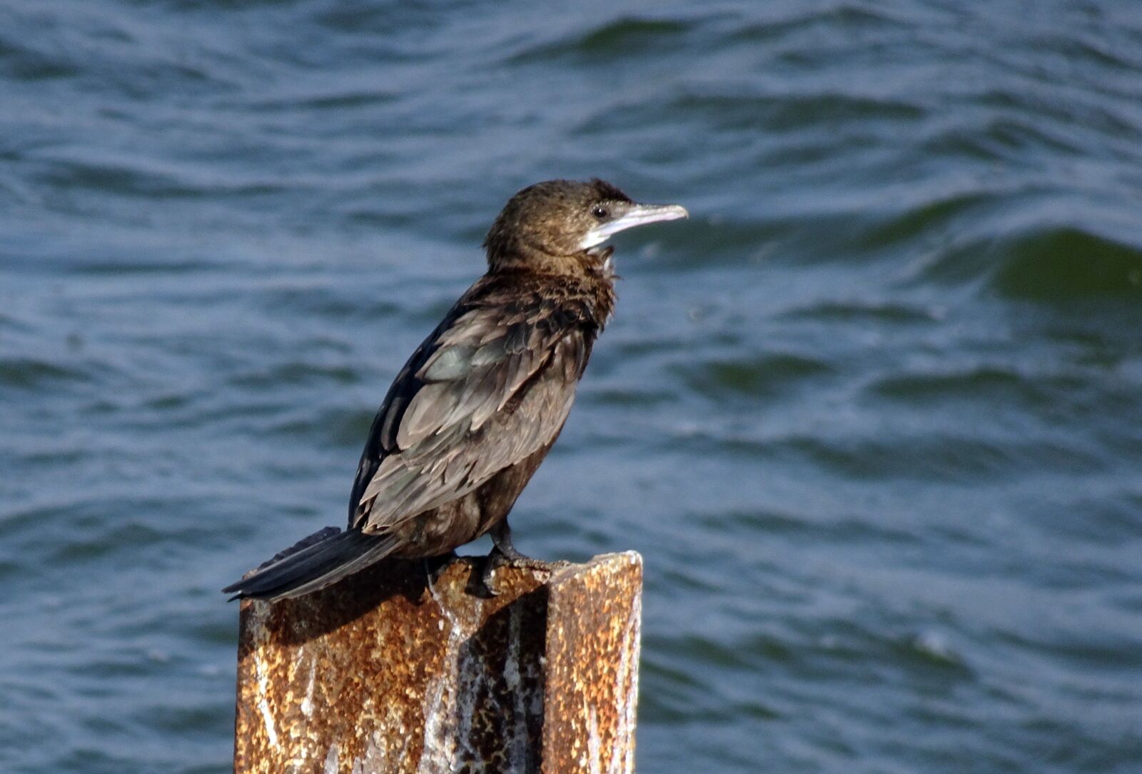 Sony Cyber-shot DSC-HX90V sample photo. Bird, little cormorant, microcarbo photography