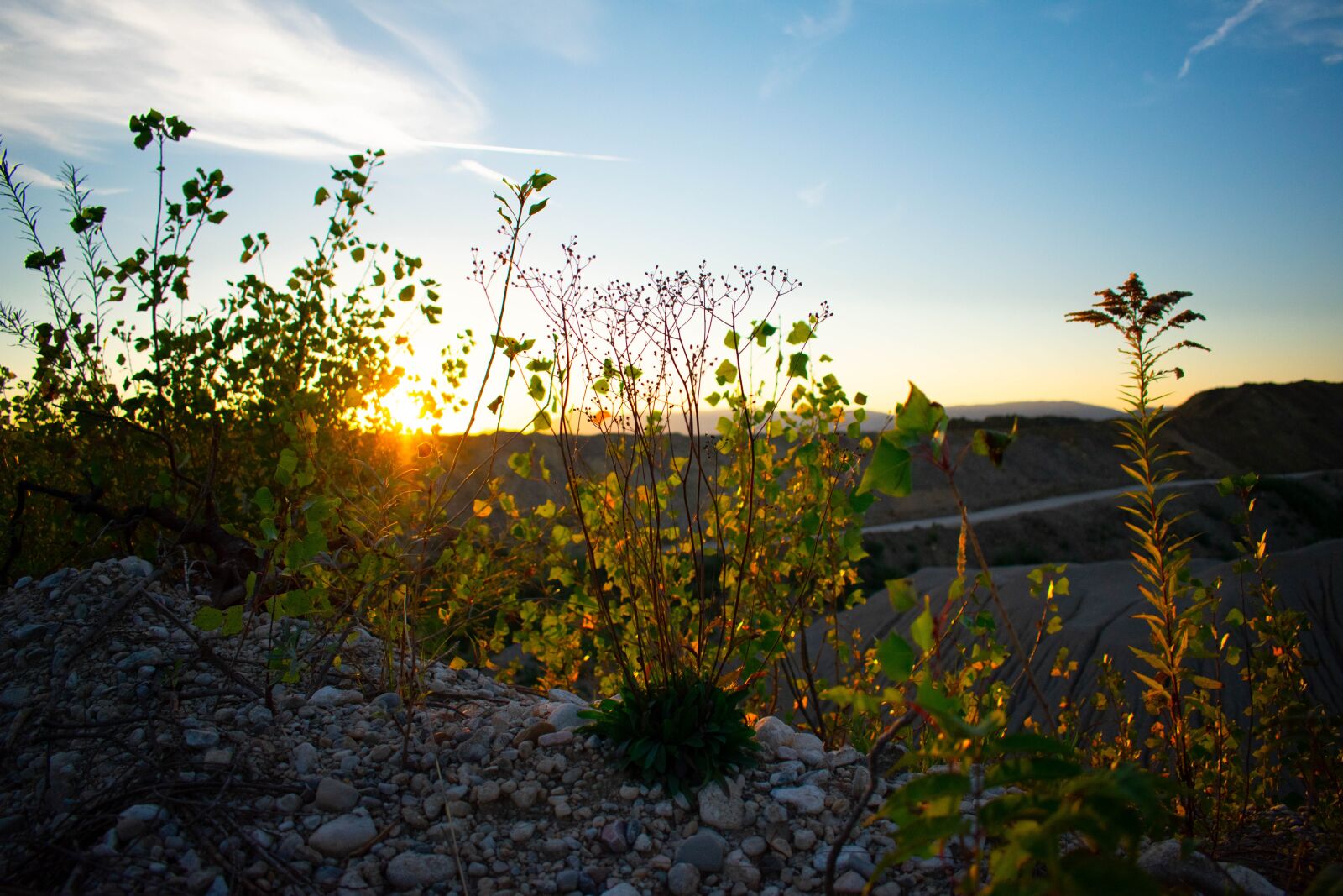 Nikon D3400 sample photo. Sunset, summer, plant photography