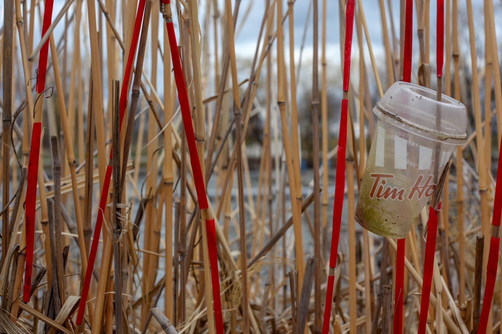 Canon EOS 5D Mark II sample photo. Garbage, plastic, beach photography