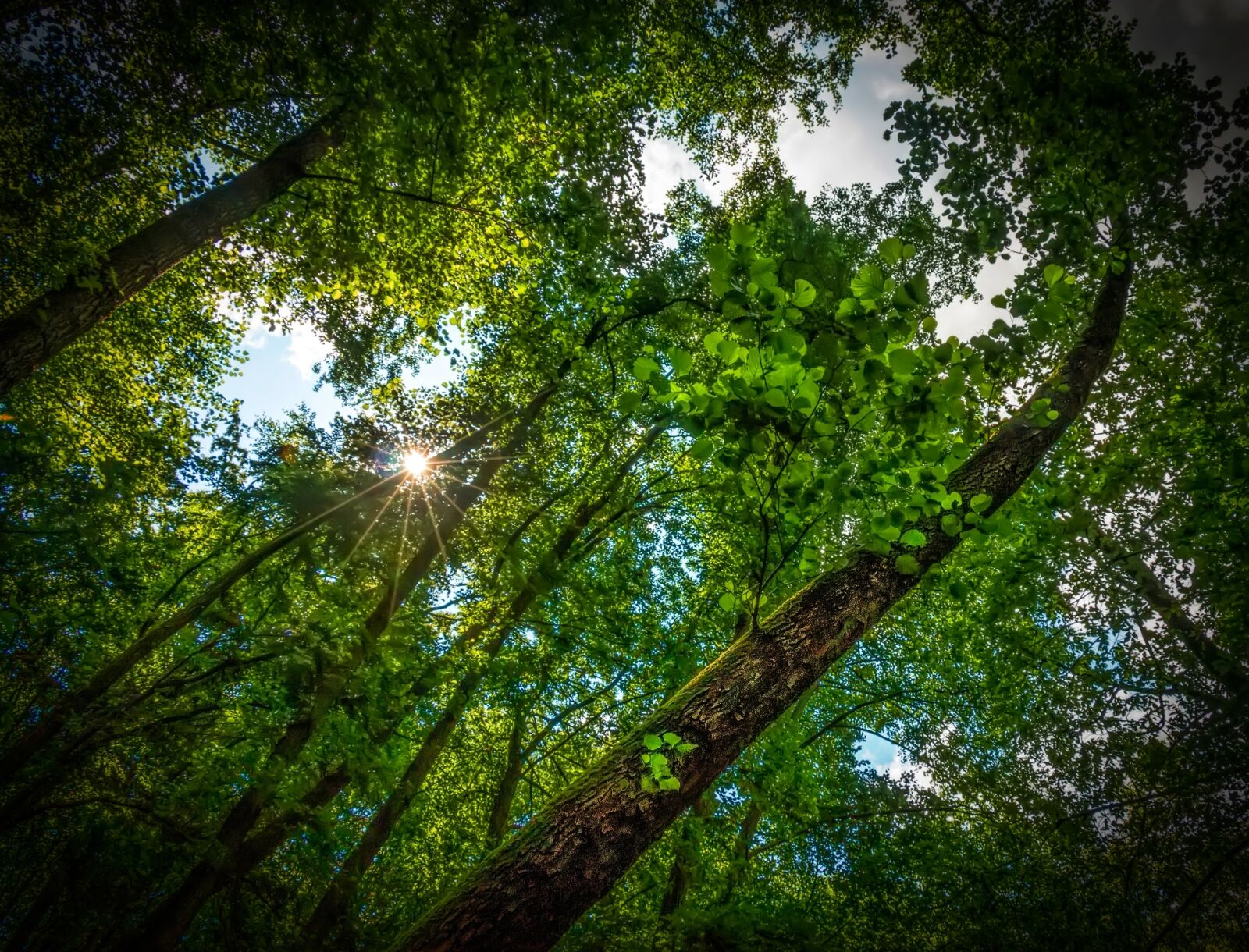 Canon EOS 70D sample photo. Forest, tree, nature photography
