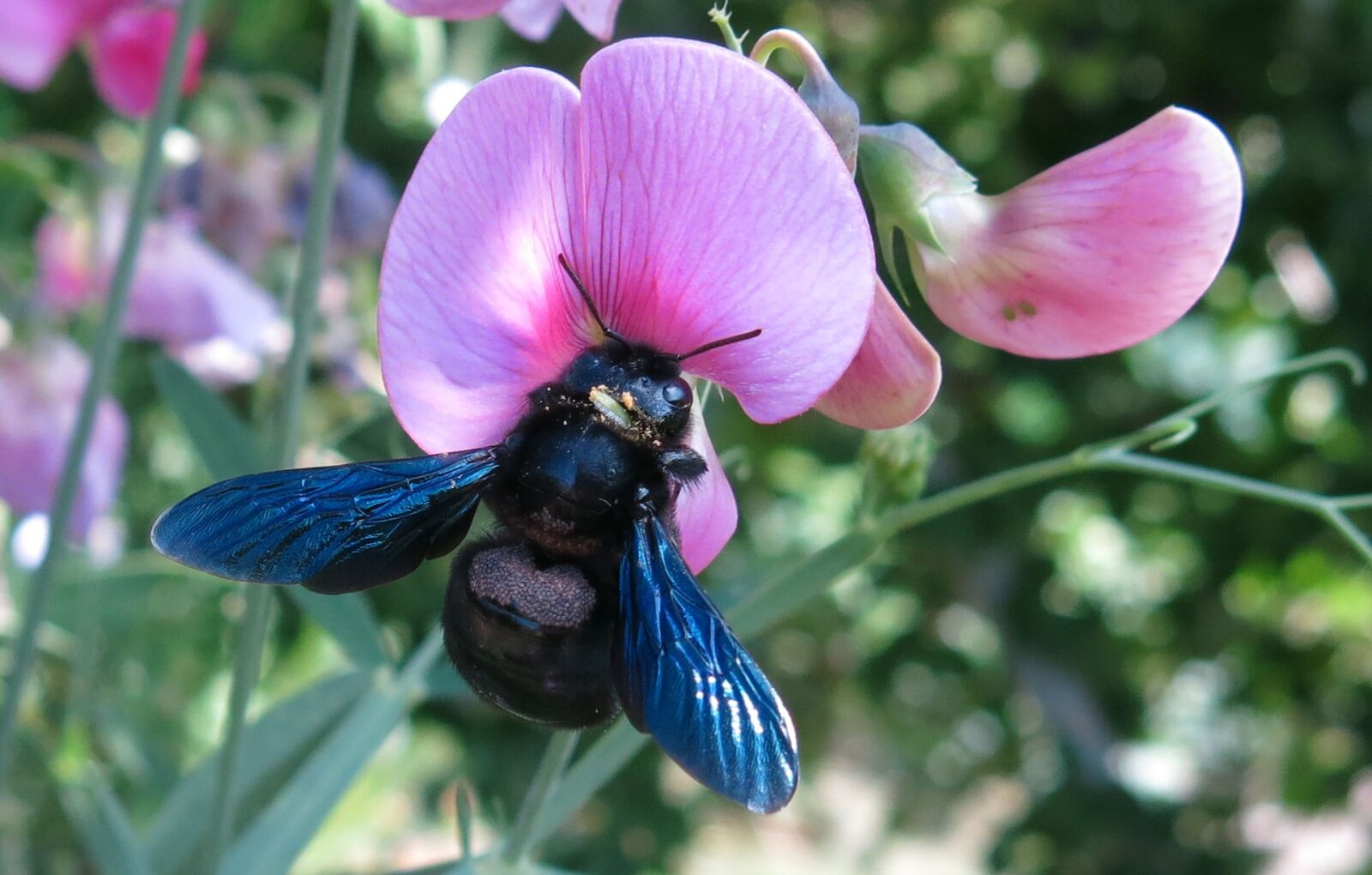 Canon PowerShot G15 sample photo. Carpenter bee, bee, black photography