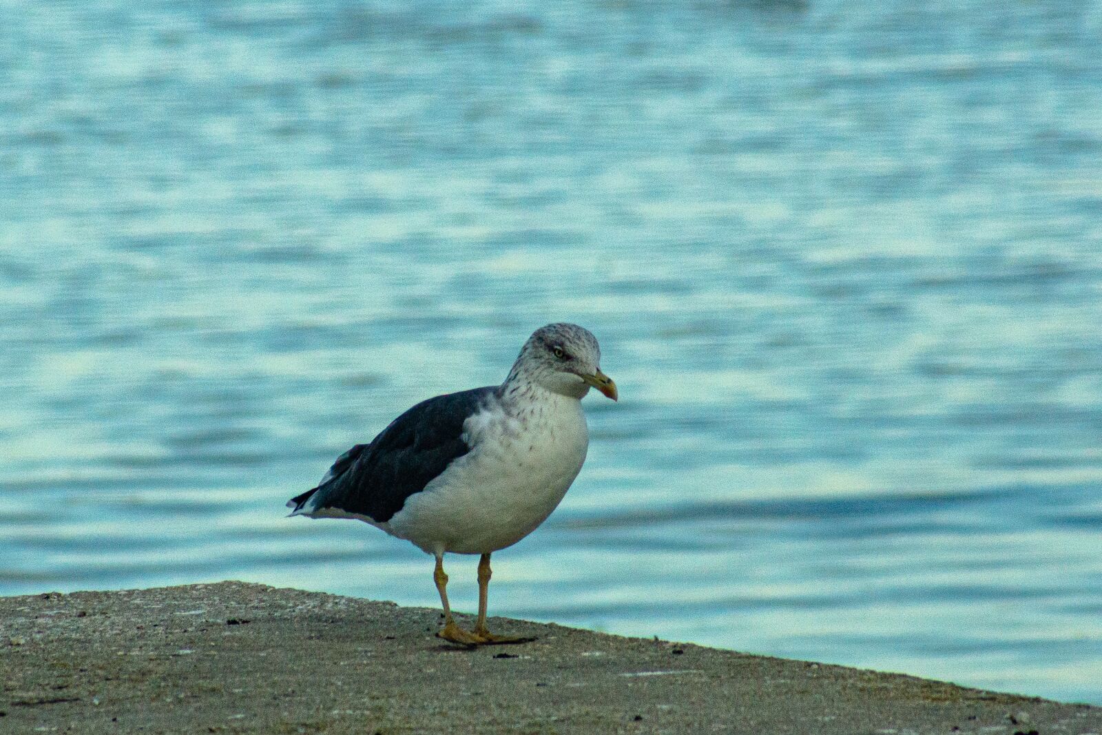 Sony SLT-A77 sample photo. Gaivota, seagull, mouette photography