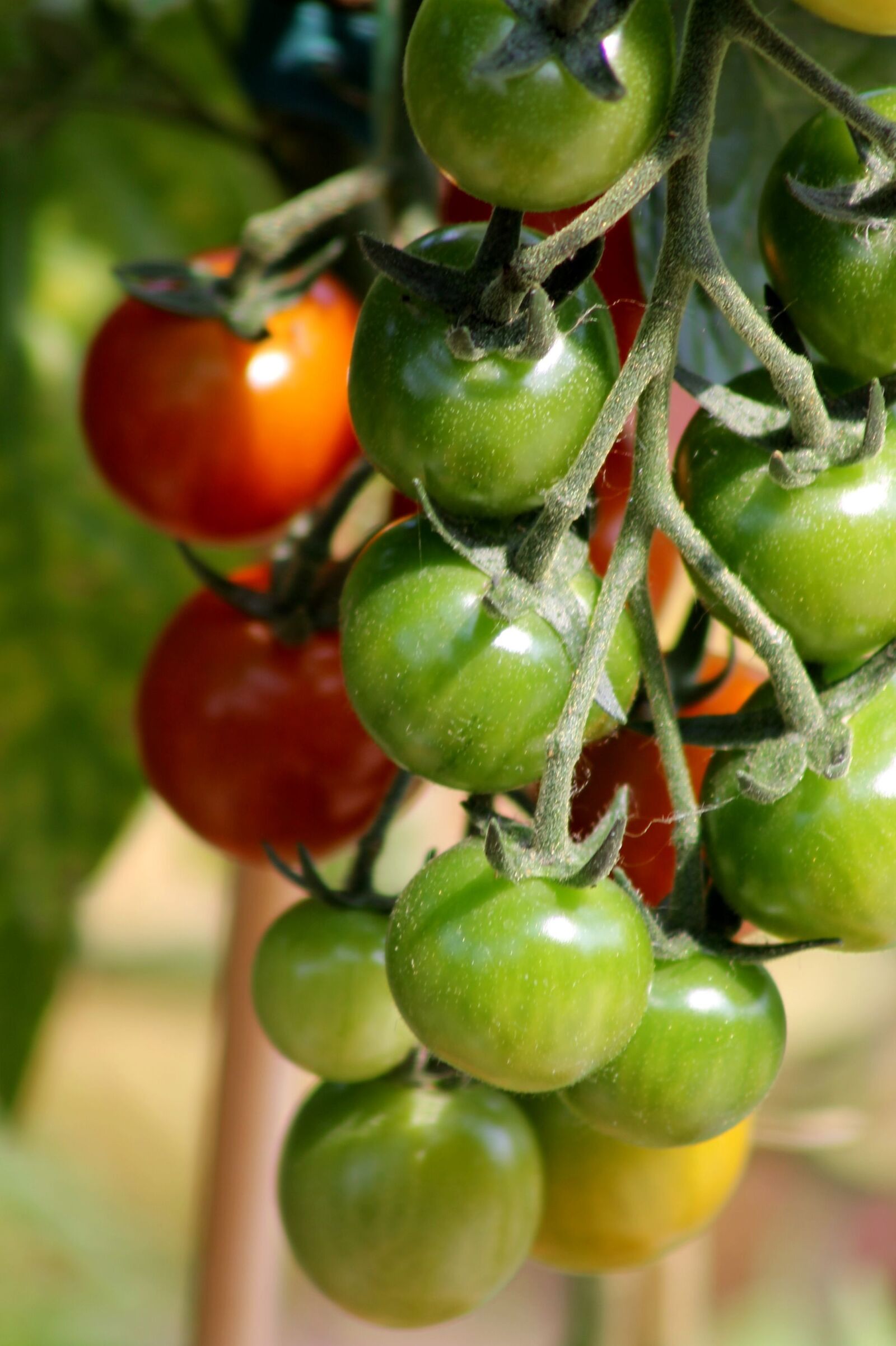 Canon EF 75-300mm f/4-5.6 sample photo. Tomato, fruit, vegetables photography