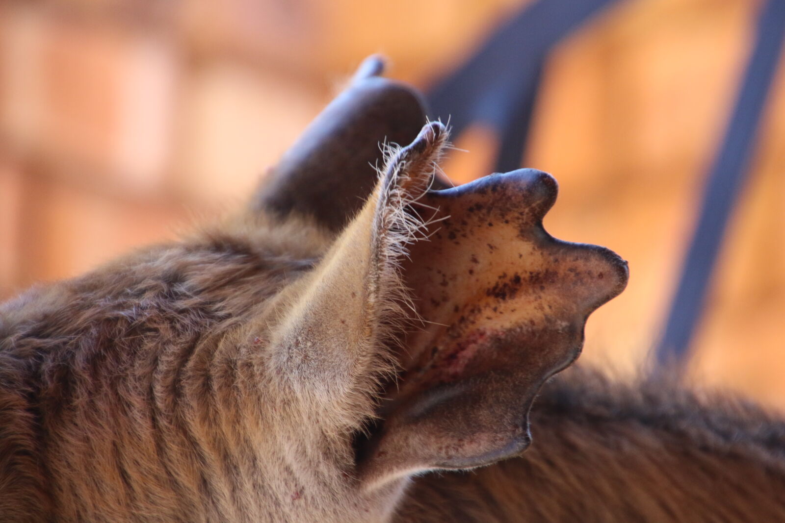 Canon EOS 7D Mark II sample photo. Animal, buck, ears, hair photography