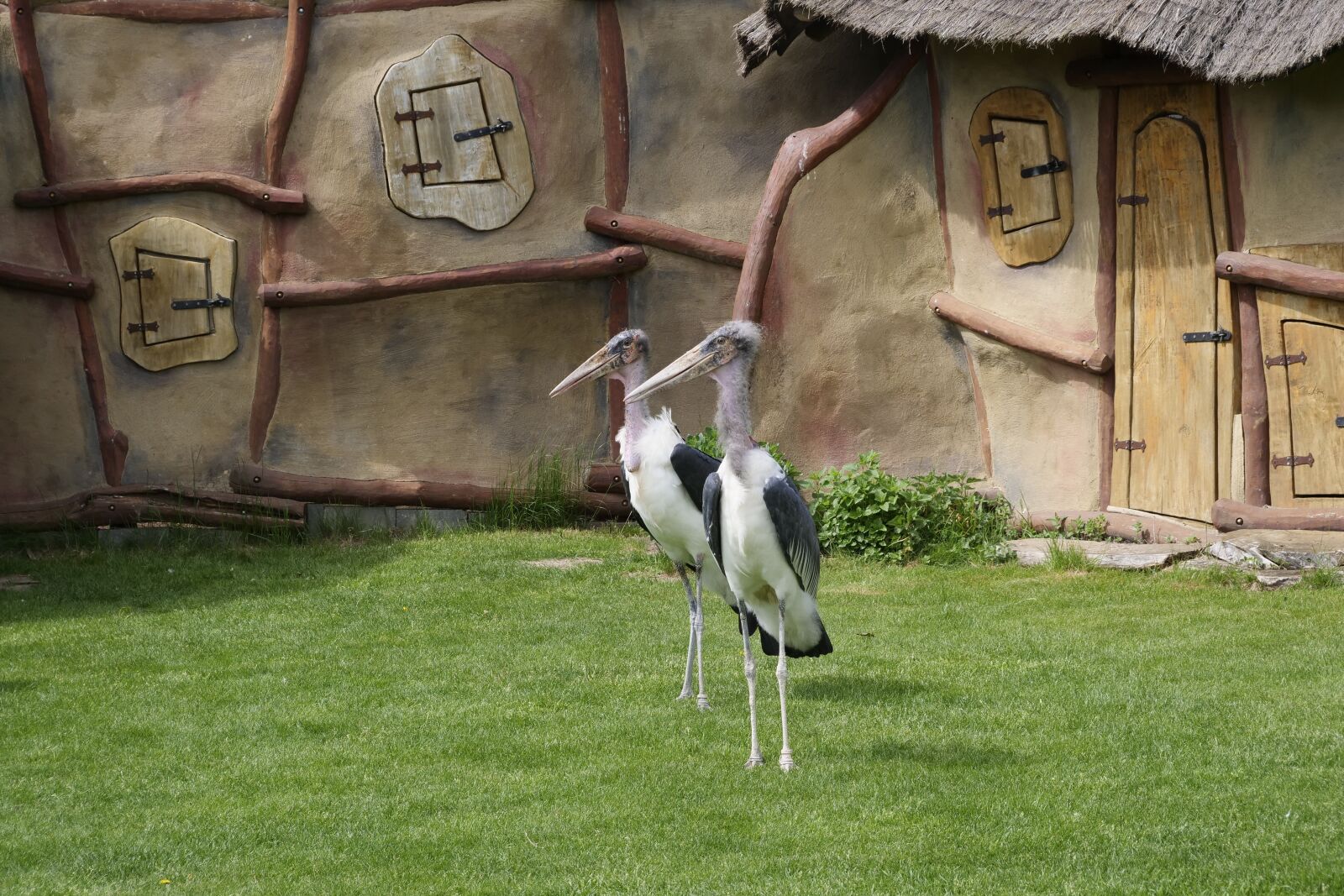 Panasonic Lumix DC-G9 sample photo. Marabu, adjutant bird, scavengers photography