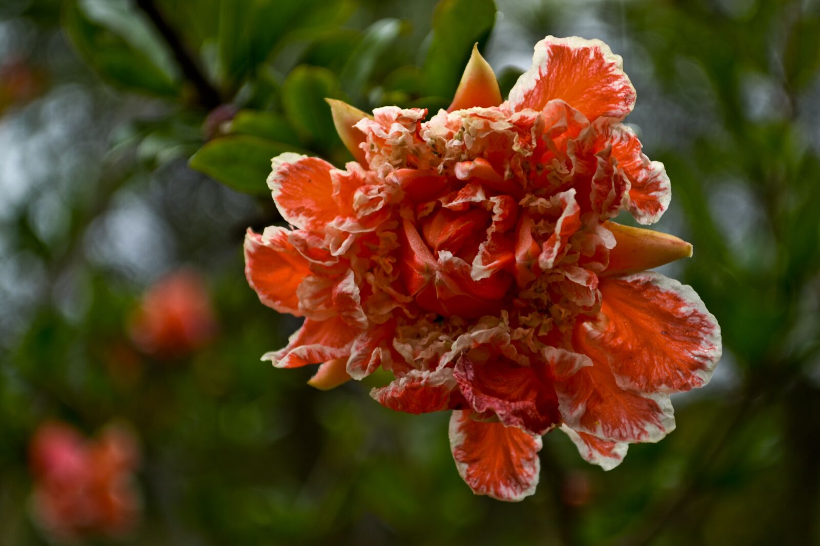 Nikon D3100 sample photo. Pink, rosebush, flower photography