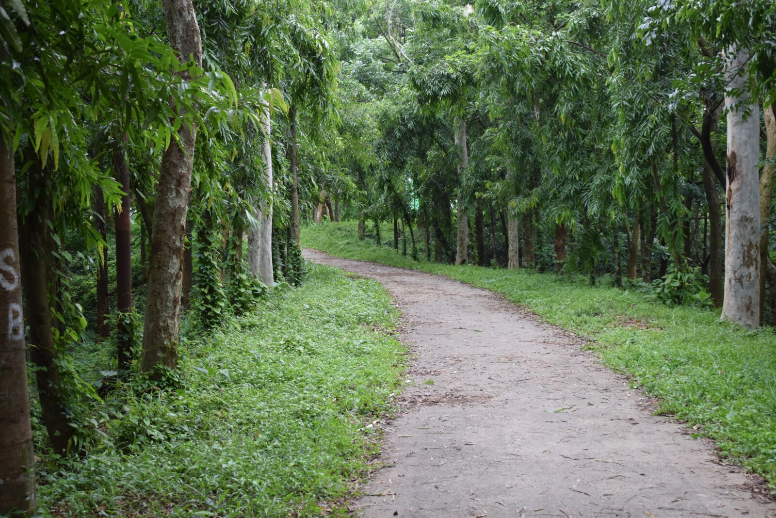 Nikon D5300 sample photo. Nature, road, bard photography