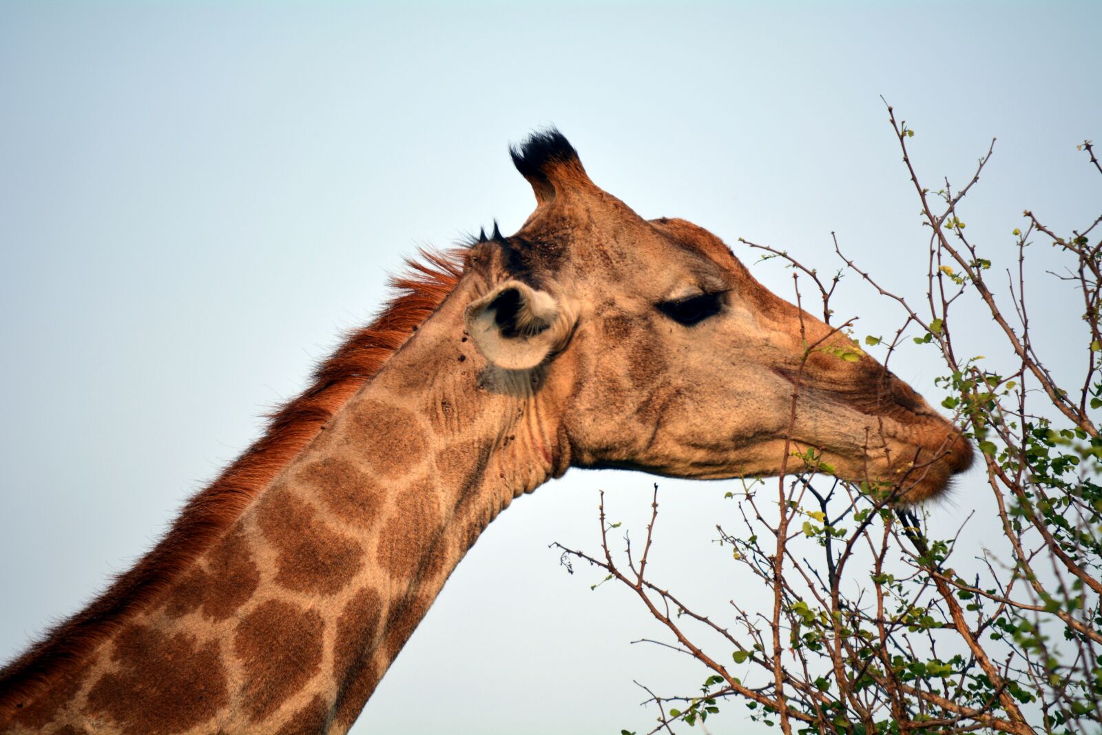 Nikon D5200 sample photo. Kruger, park, africa photography