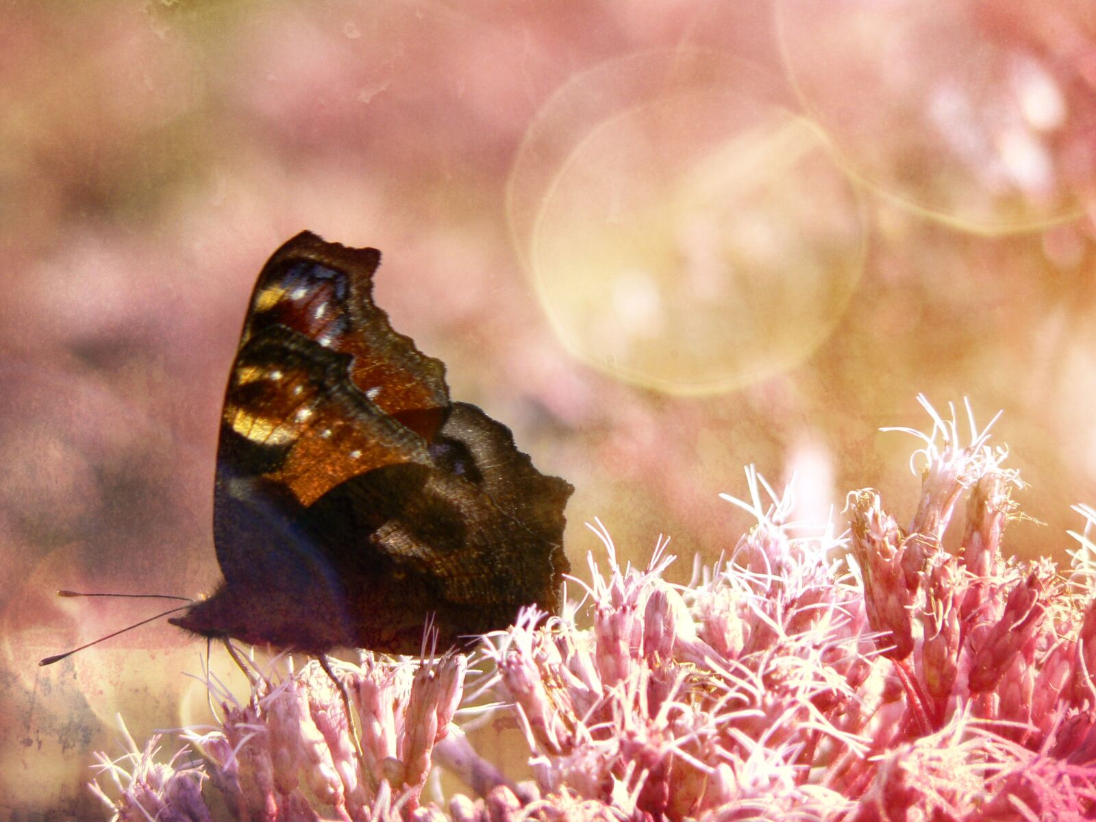 Panasonic DMC-FZ7 sample photo. Summer, butterfly, flower photography