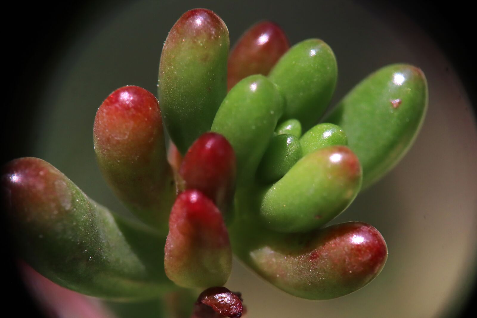 Canon EOS M50 (EOS Kiss M) sample photo. Succulent, sedum, red photography