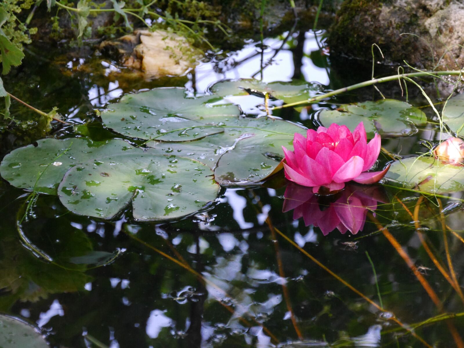 Panasonic Lumix DMC-G6 sample photo. Water lily, mirroring, pond photography