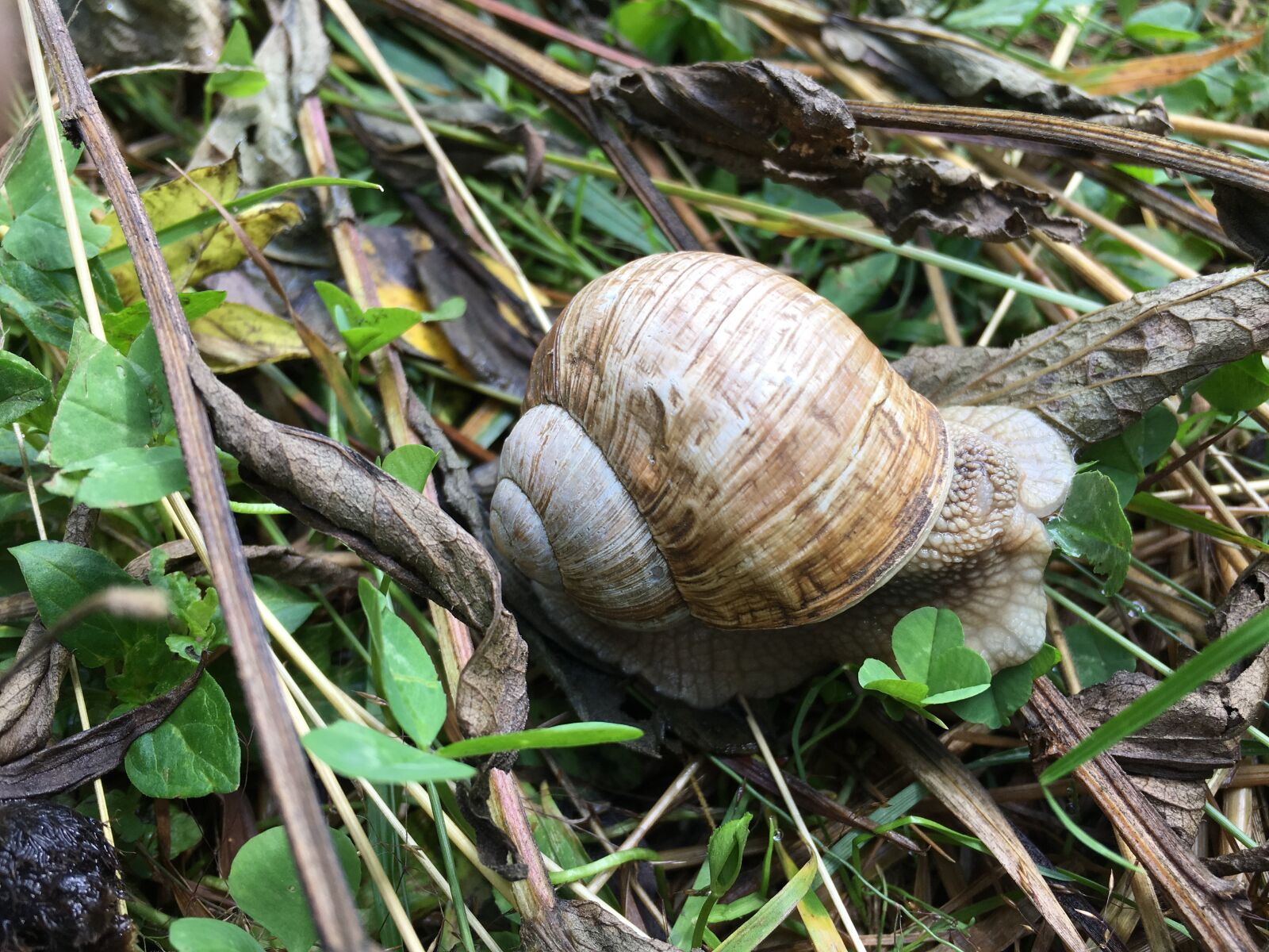 Apple iPhone 6s sample photo. Snail, ravlyk, slug photography