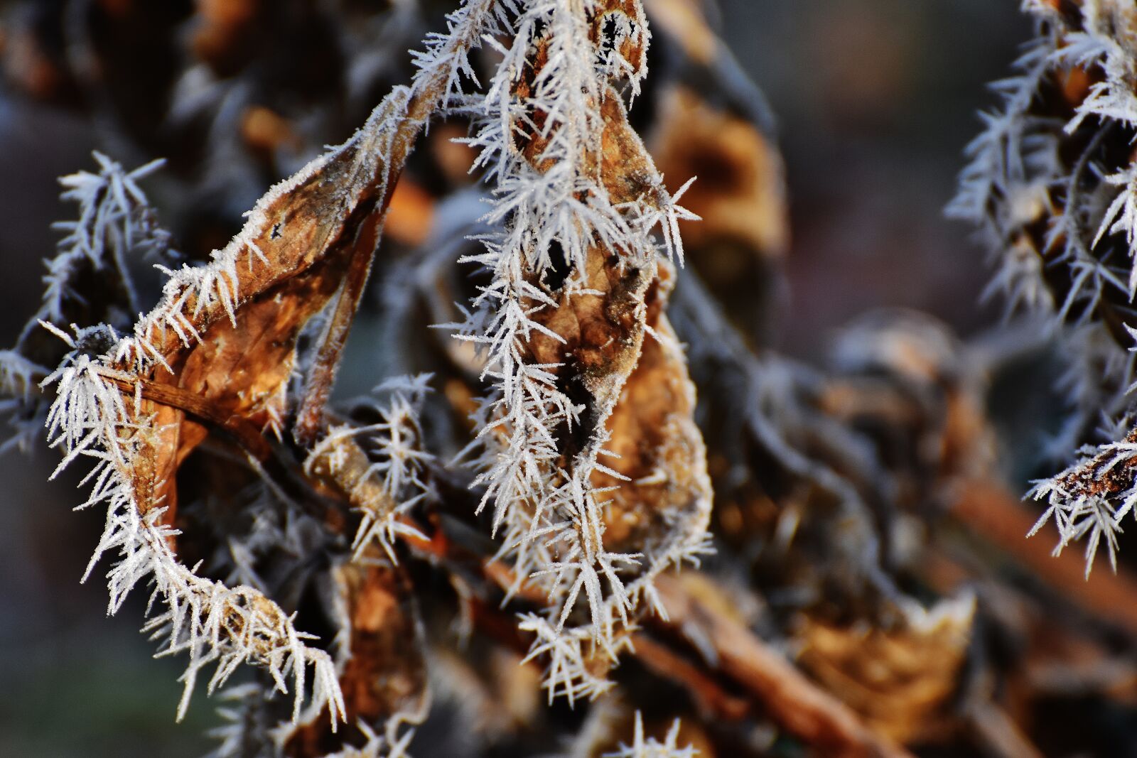 Nikon D7200 sample photo. Leaves, hoarfrost, winter photography