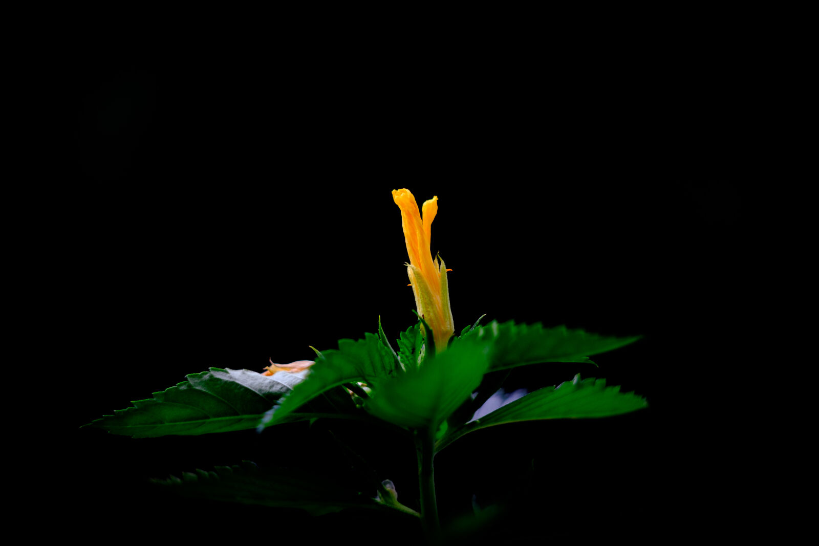 Fujifilm X-T1 sample photo