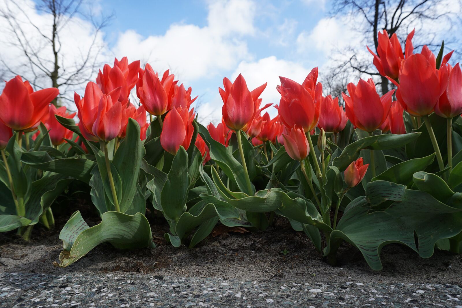 Sony a5100 sample photo. Tulips, sky, flowers photography