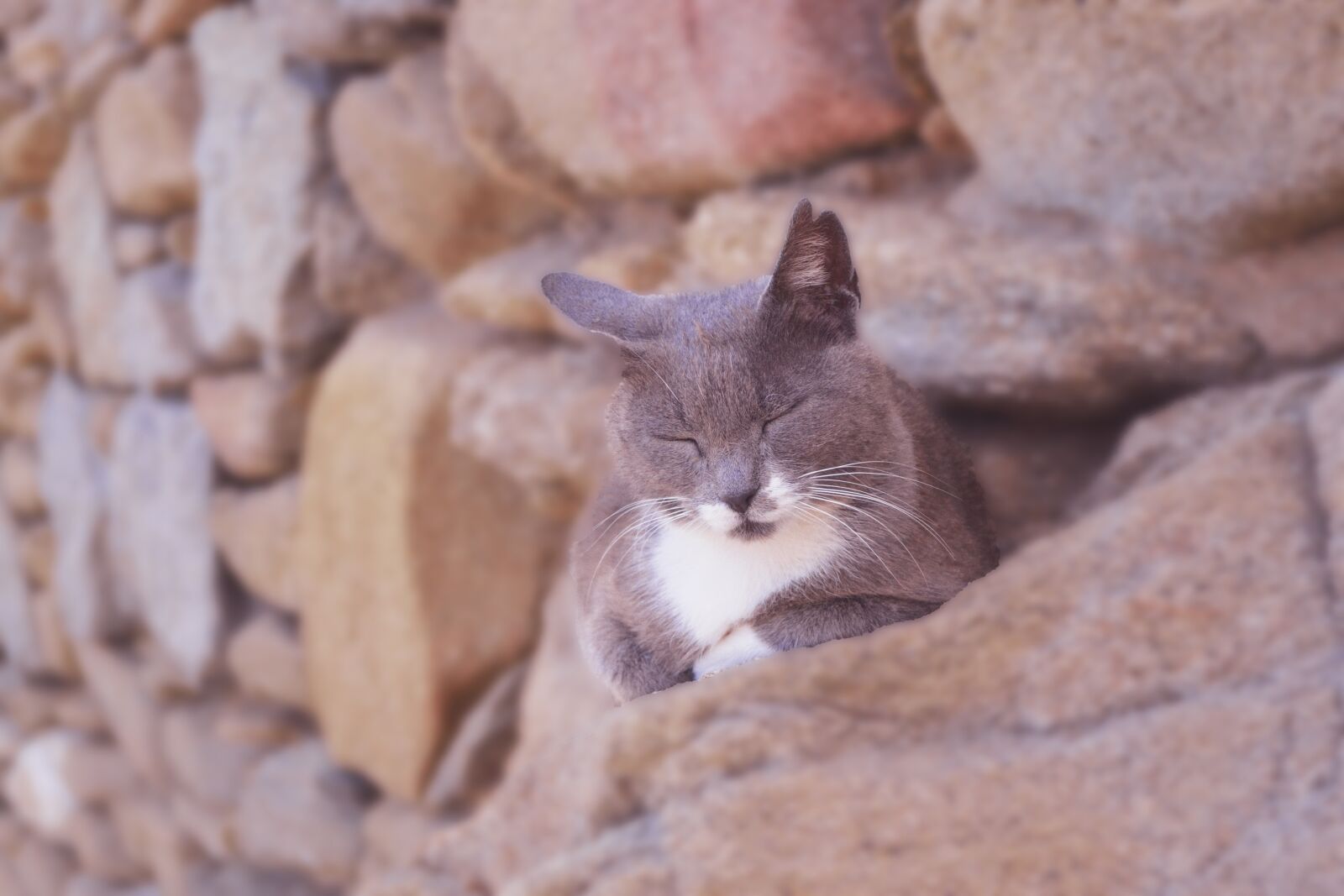 Nikon D3100 sample photo. Cat asleep, furry grey photography