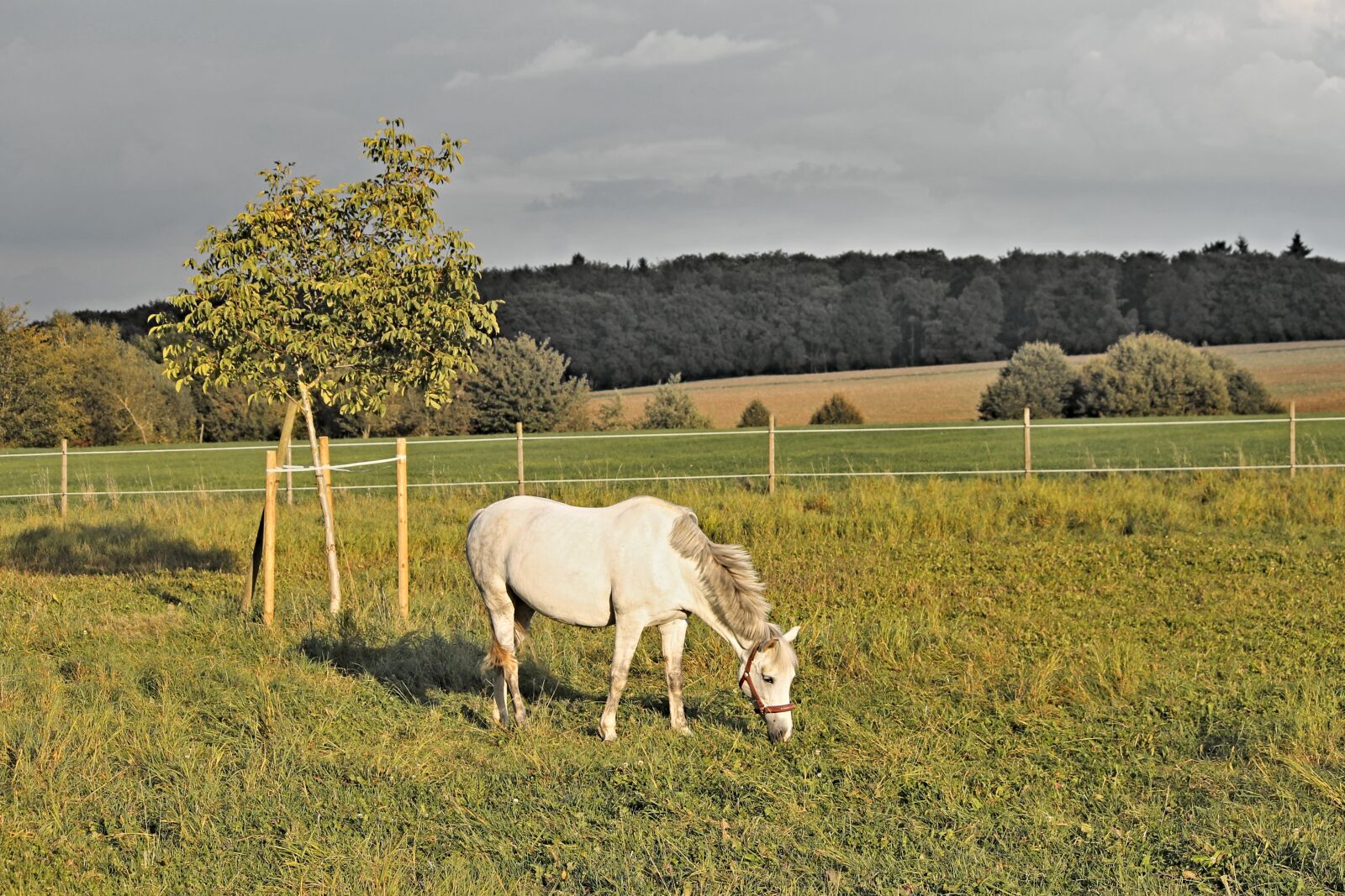 Canon EOS 1100D (EOS Rebel T3 / EOS Kiss X50) sample photo. Horse, white, pasture photography
