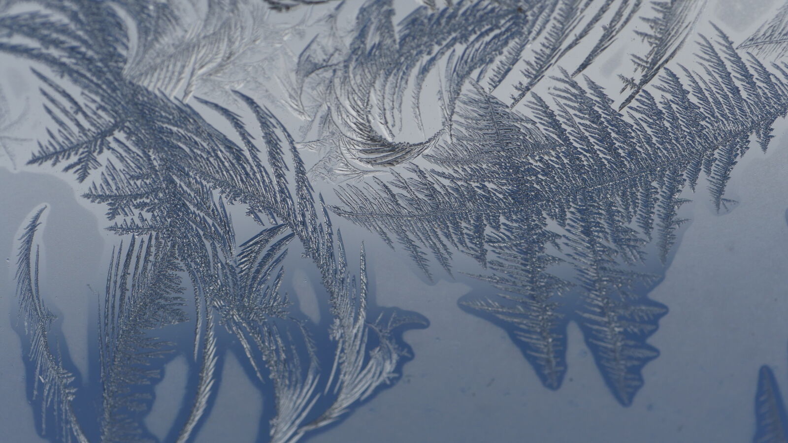 Panasonic Lumix DMC-GH4 sample photo. Cold, frost, macro, photography photography