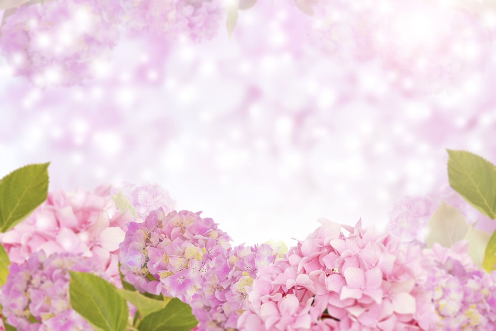 Canon EOS 7D Mark II sample photo. Hydrangea flower, flower background photography