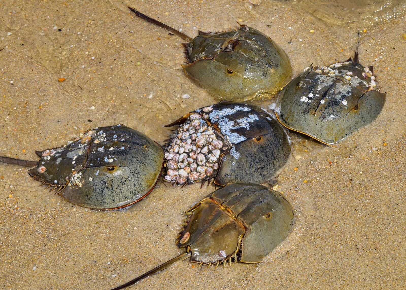 Nikon D3300 sample photo. Horseshoe crab, crustacean, crab photography