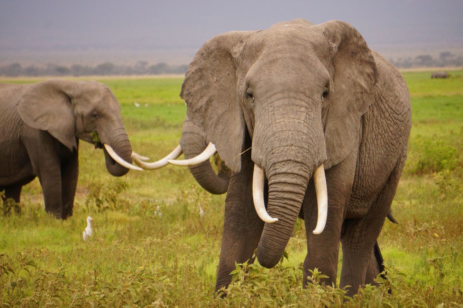 Sony Alpha NEX-7 sample photo. Wild elephants, wildlife, nature photography