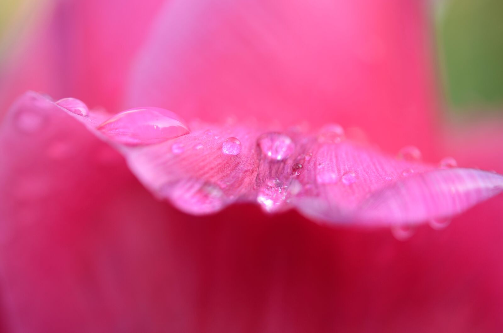 Nikon D7000 sample photo. Tulip, flower, spring photography