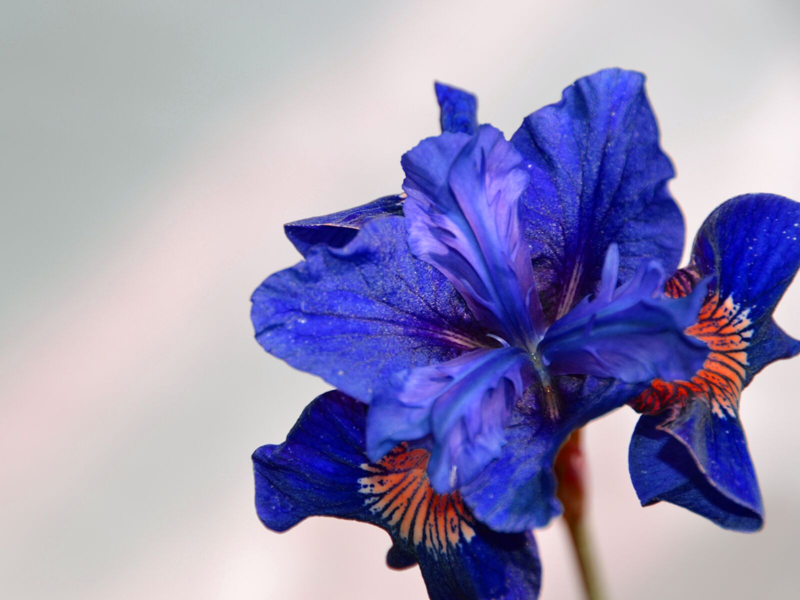 Nikon D3100 sample photo. Iris, flower, blossom photography