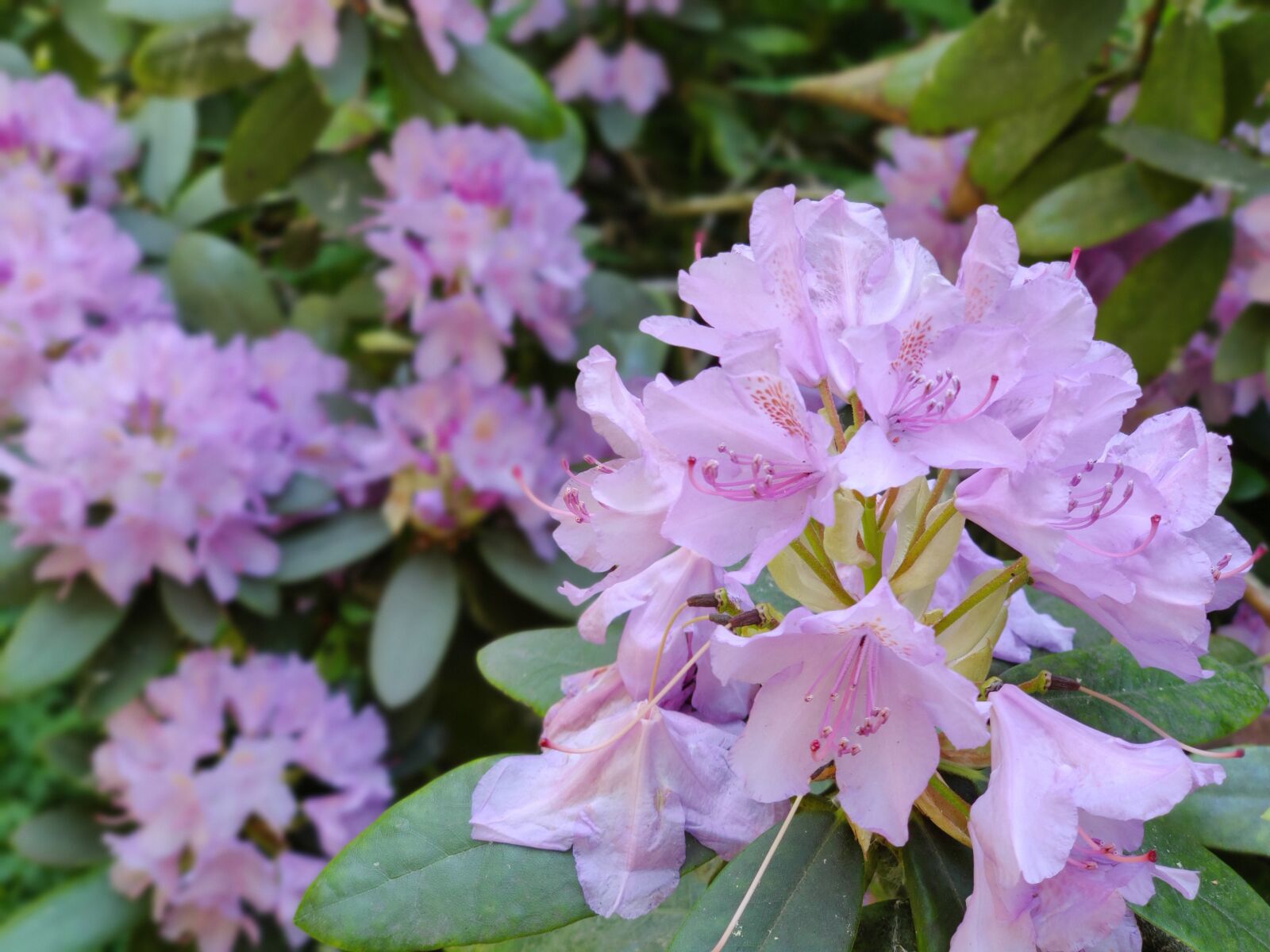 OnePlus GM1913 sample photo. Rododendron, flower, lilac photography