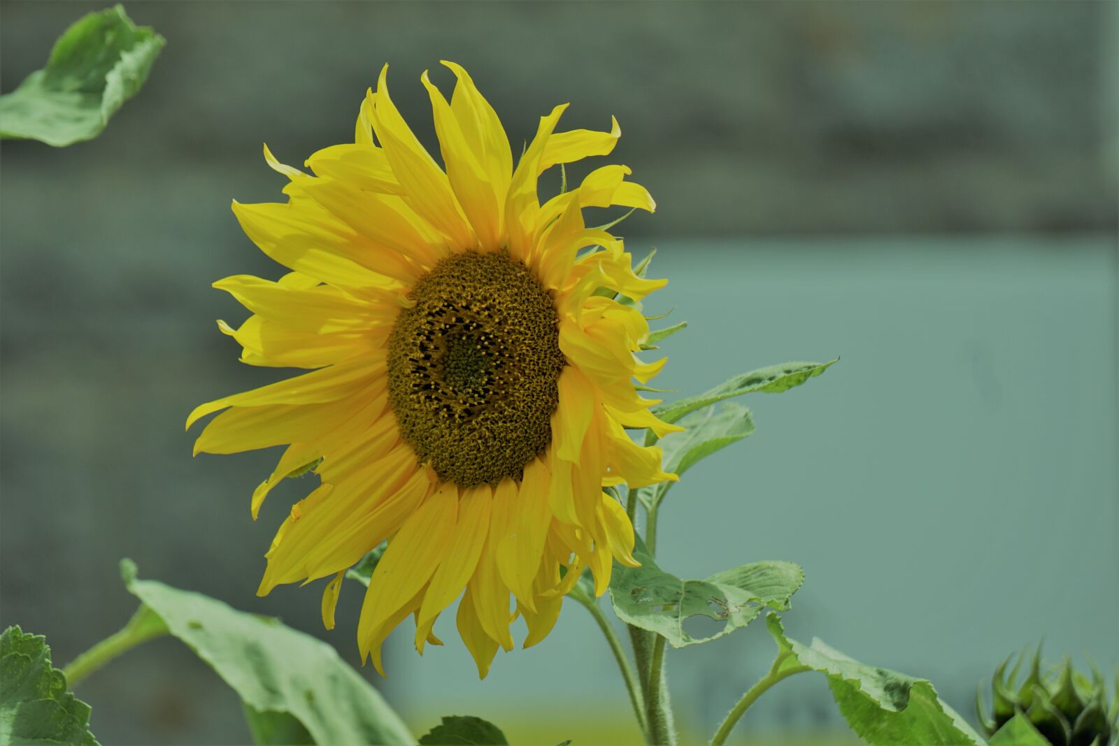 Sony E 55-210mm F4.5-6.3 OSS sample photo. Sunflower, flower, yellow photography